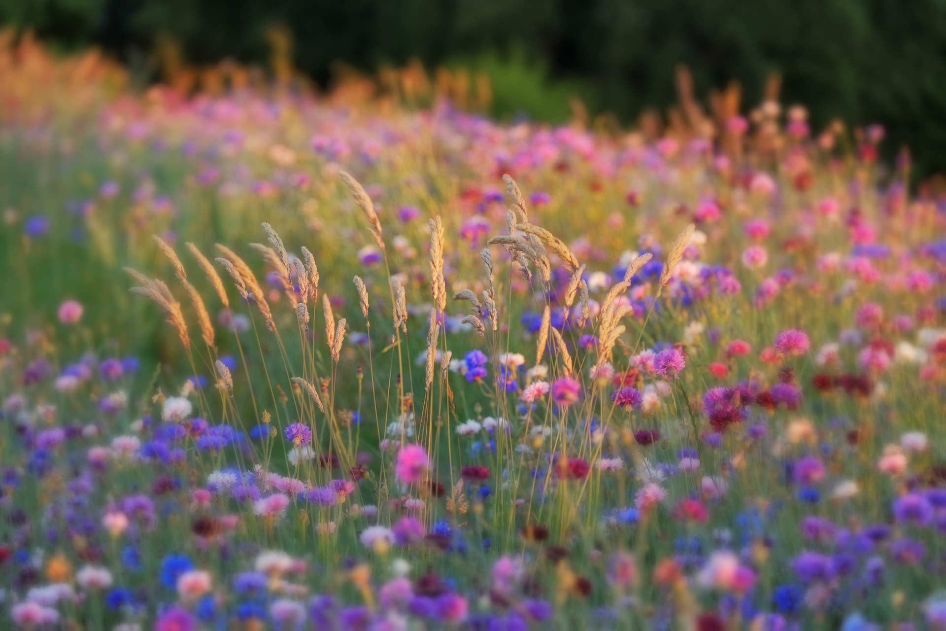 Grasses and Cornflowers #2