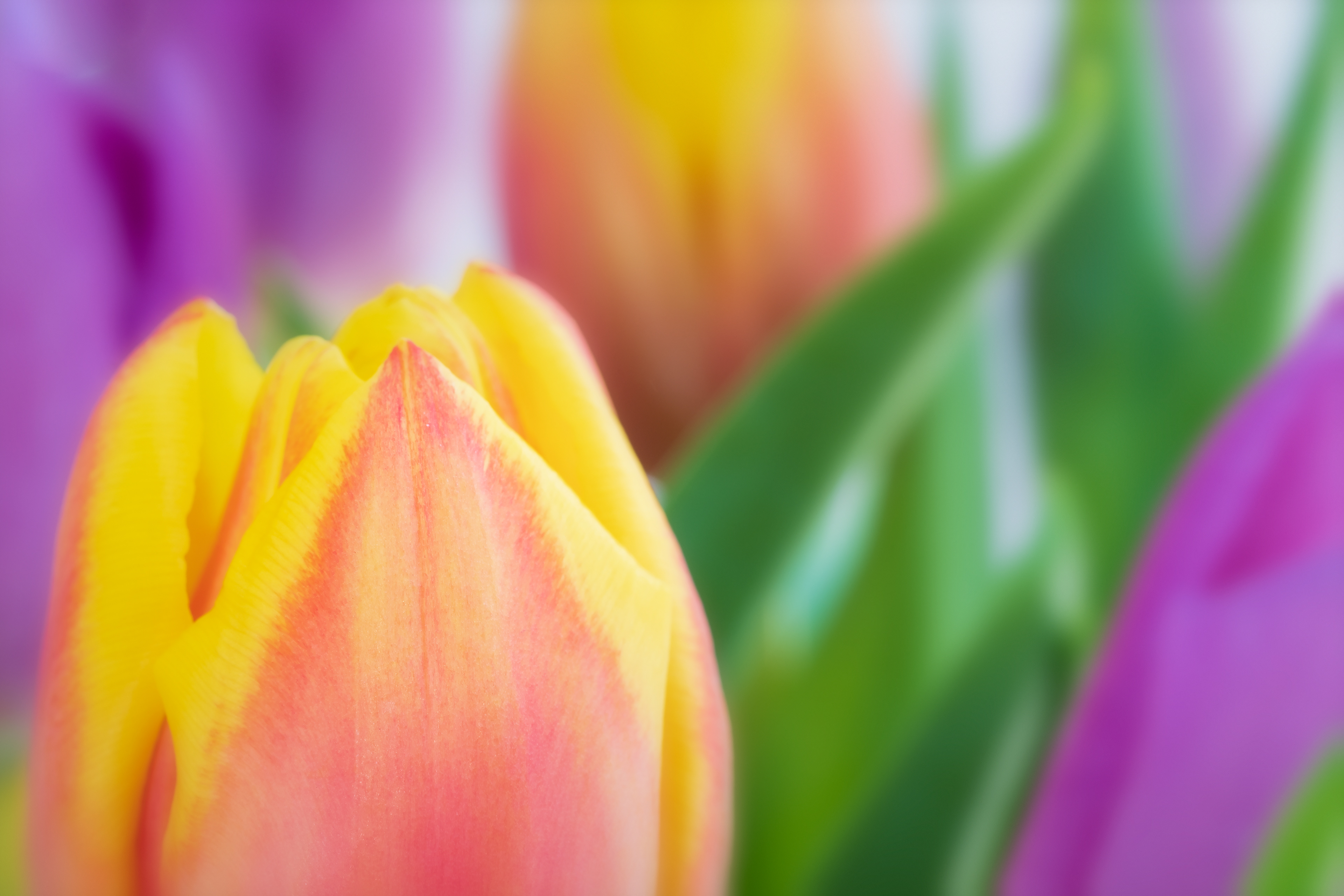 Colours of Spring