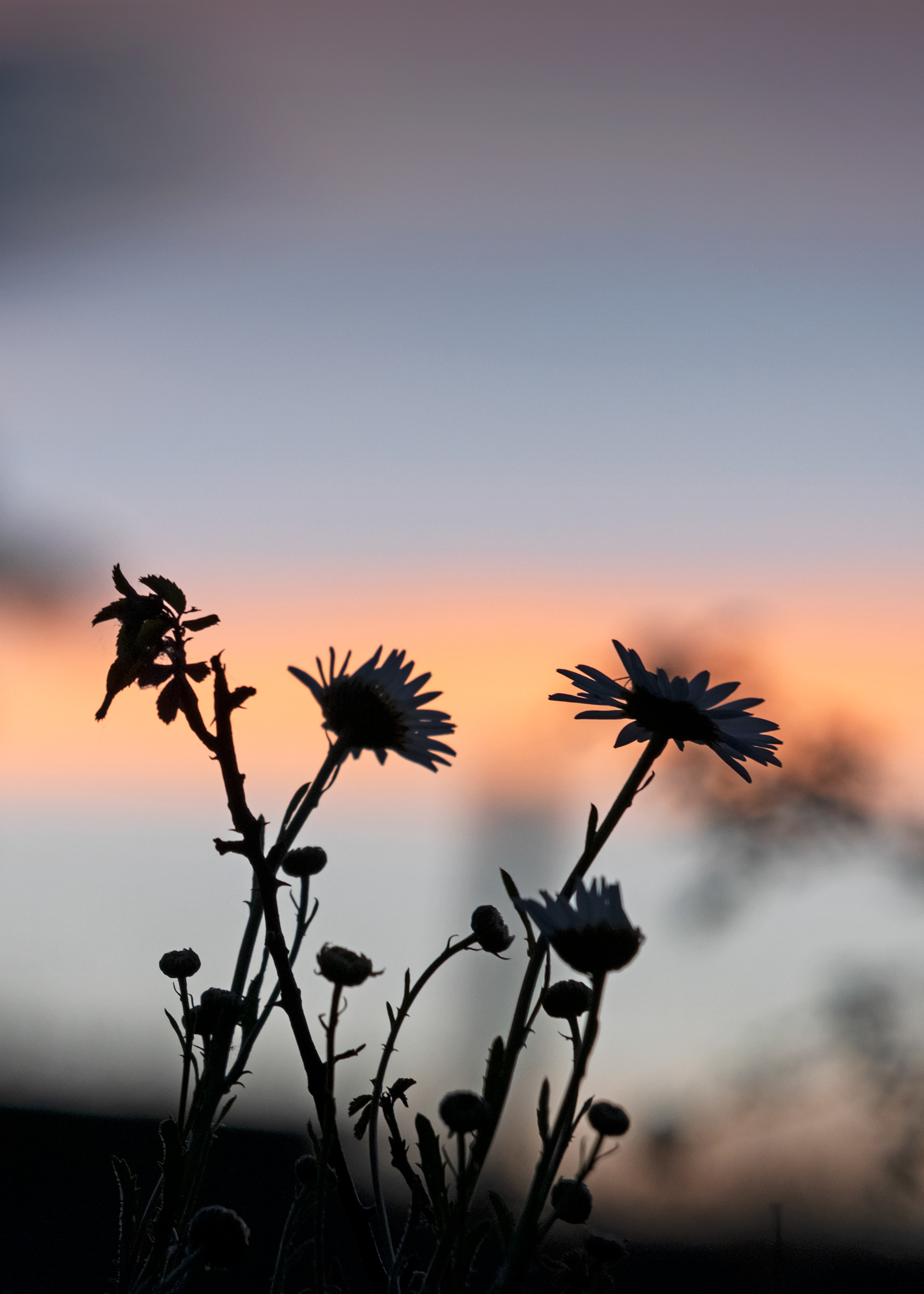 Daisy Silhouette #2