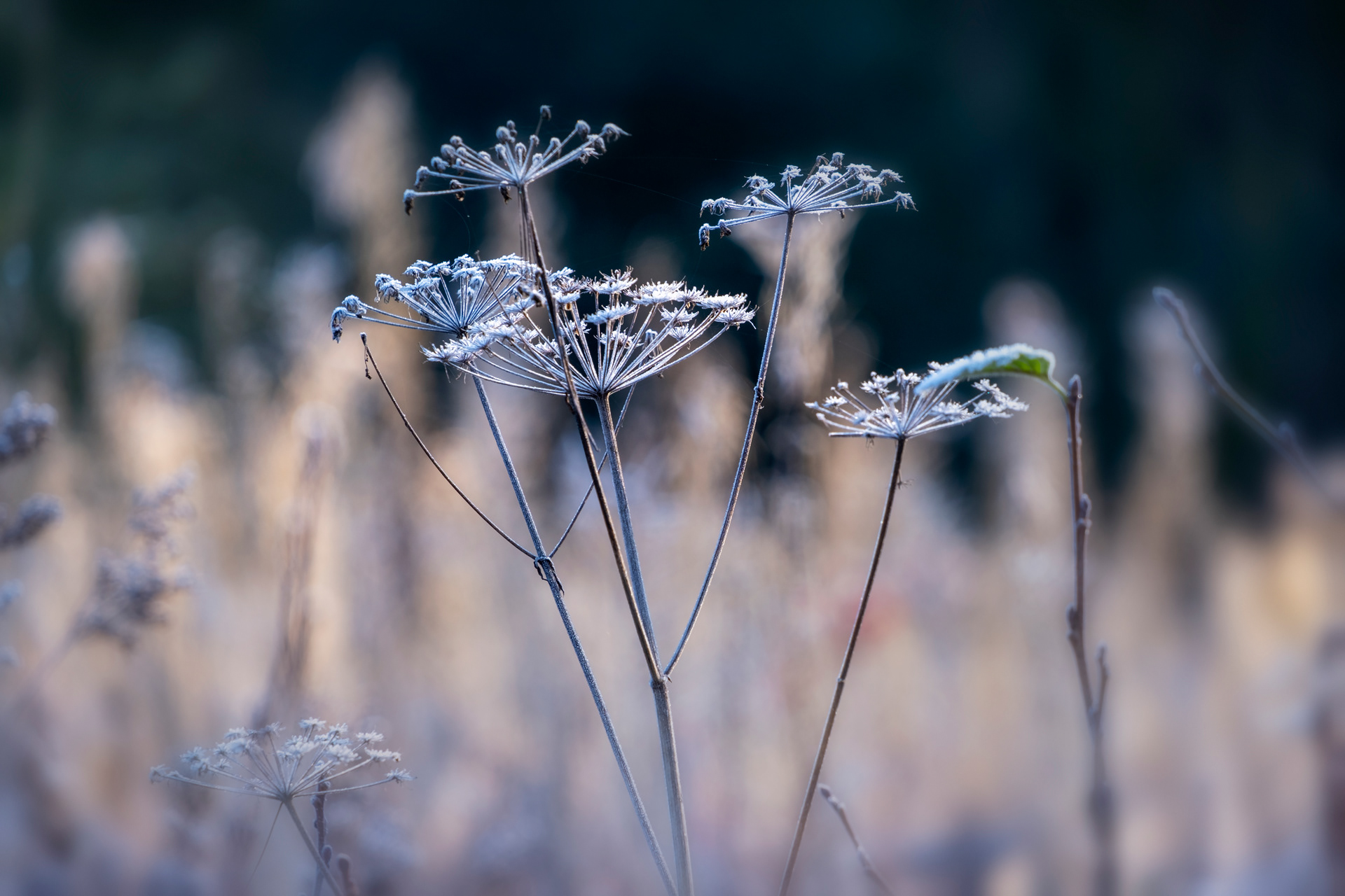 Frost and Seed Heads