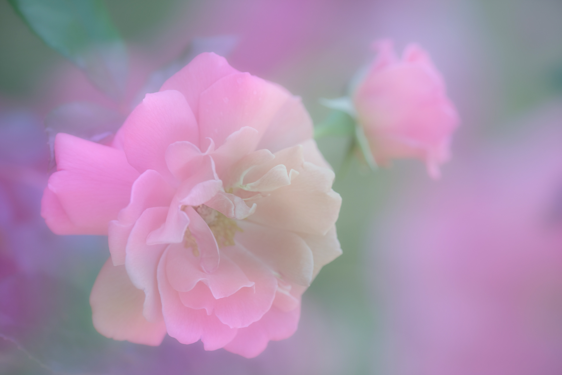 Pink Roses