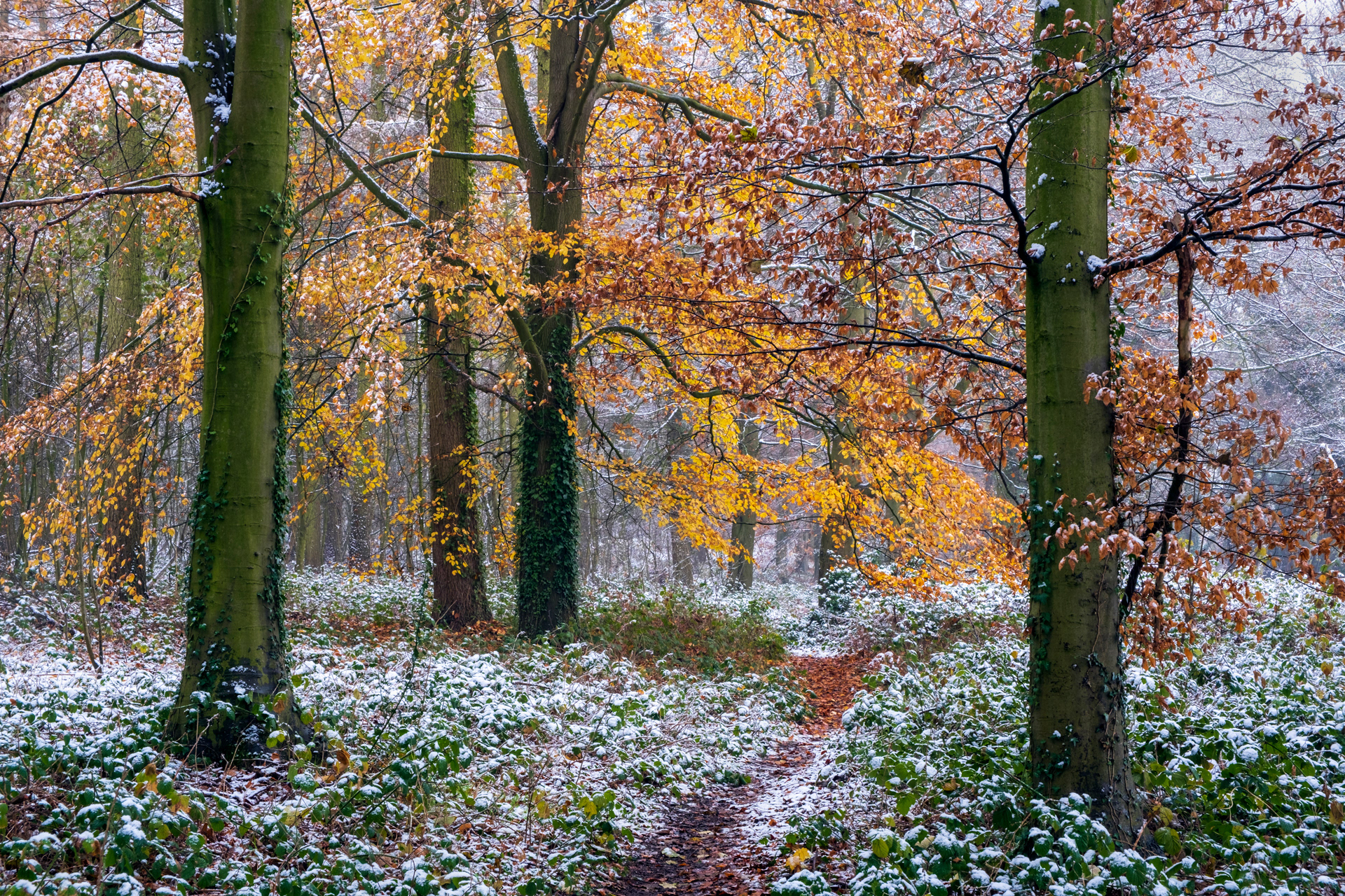 First Snows in the Beech Wood