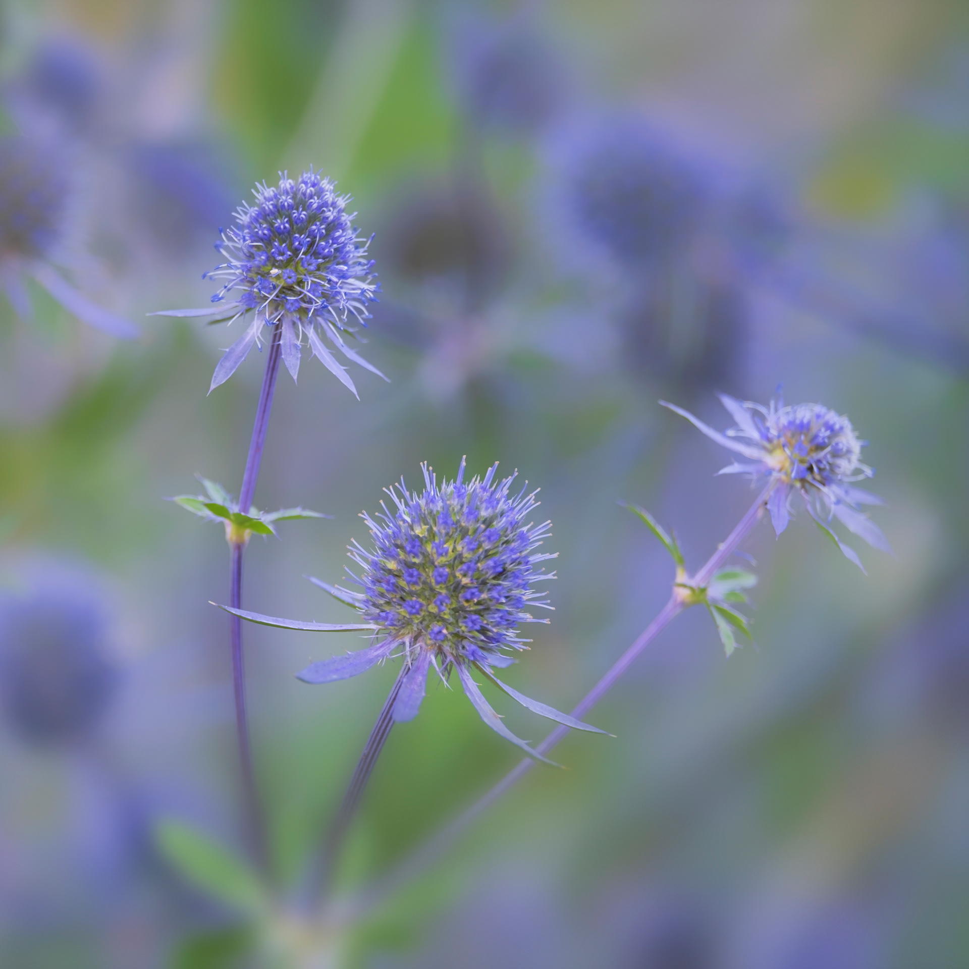 Sea Holly