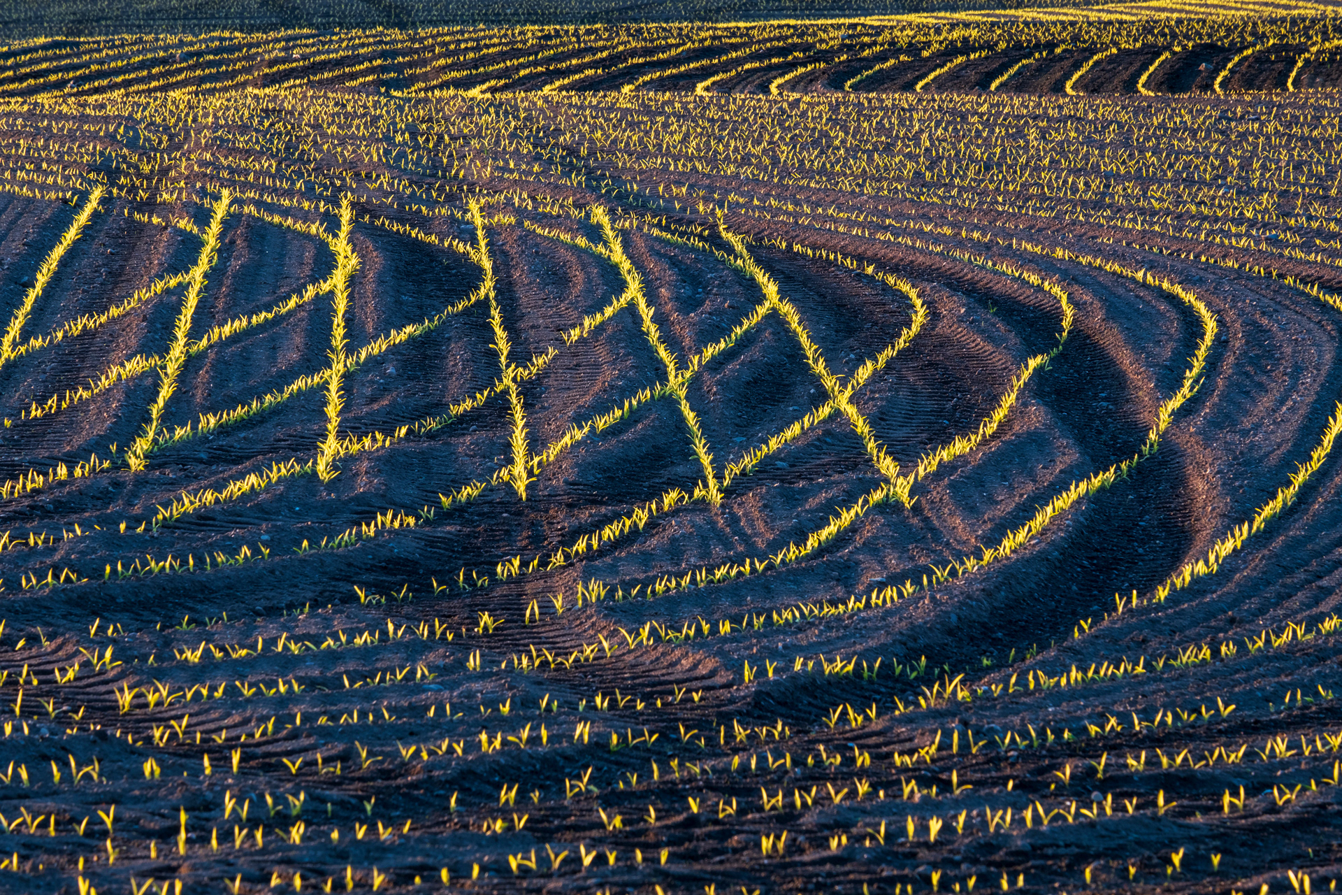 Crop Patterns