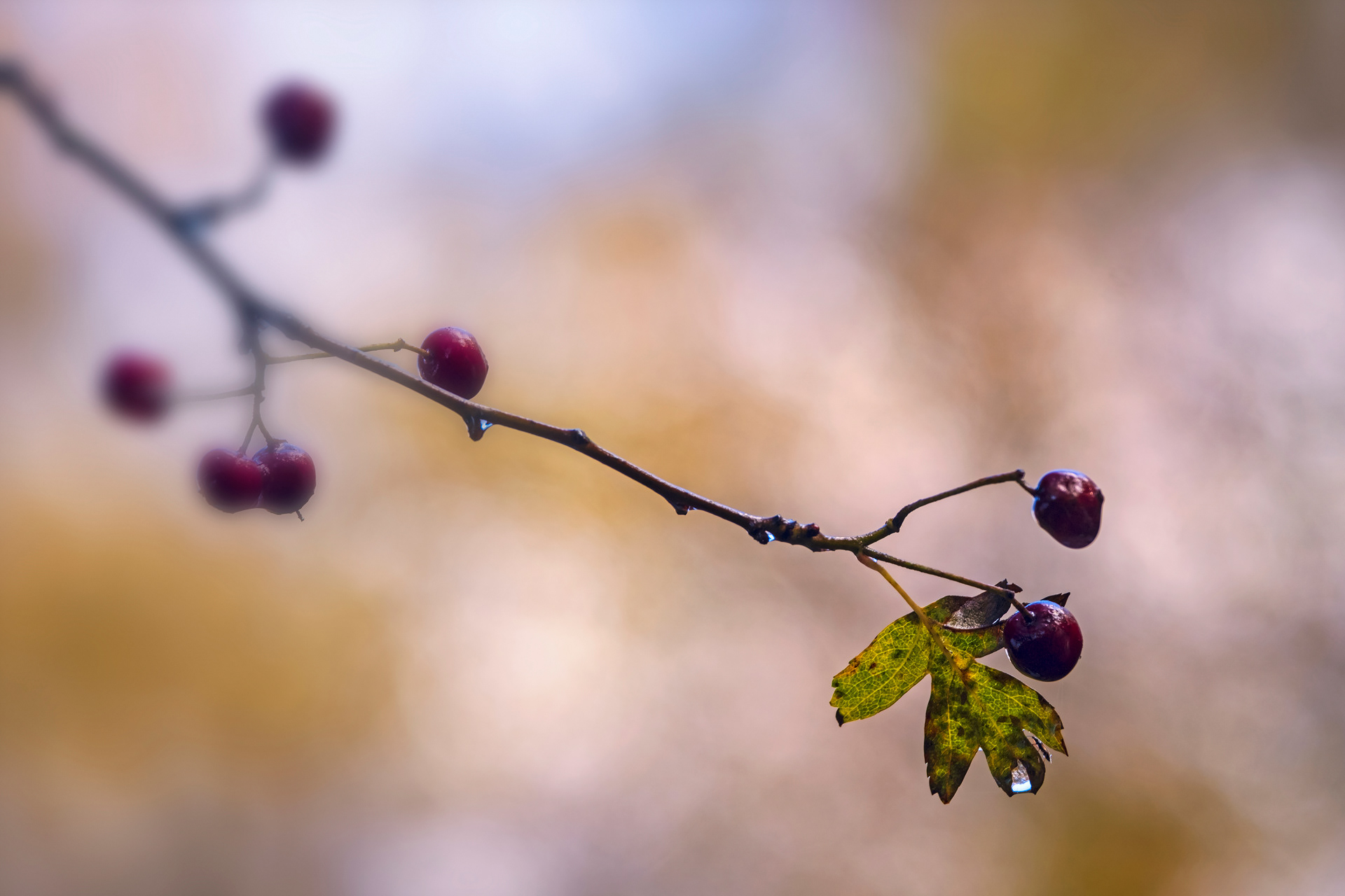 Hawthorn Berries