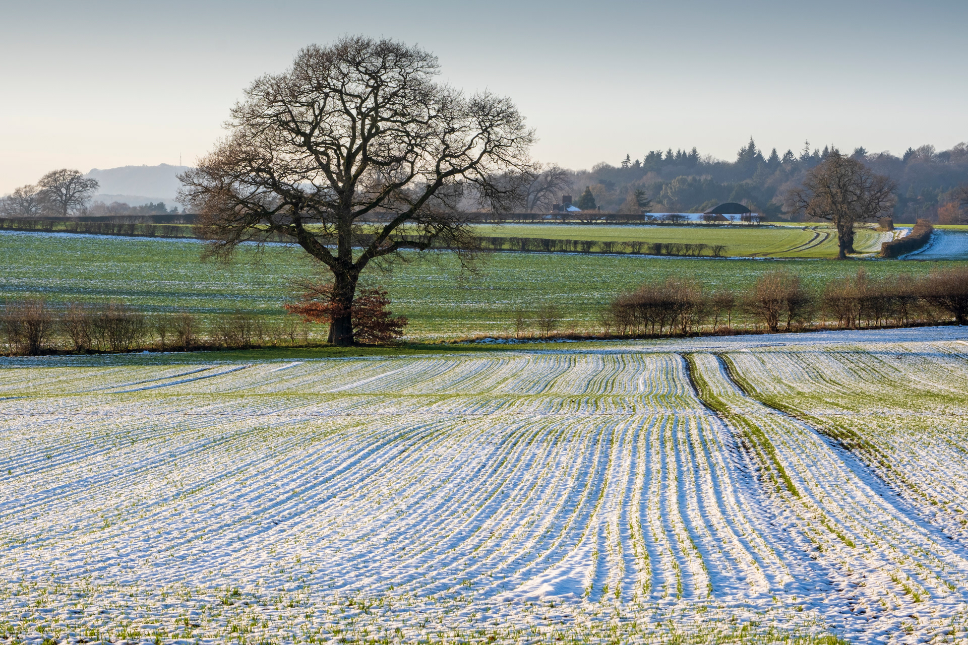 Snowy Tracks