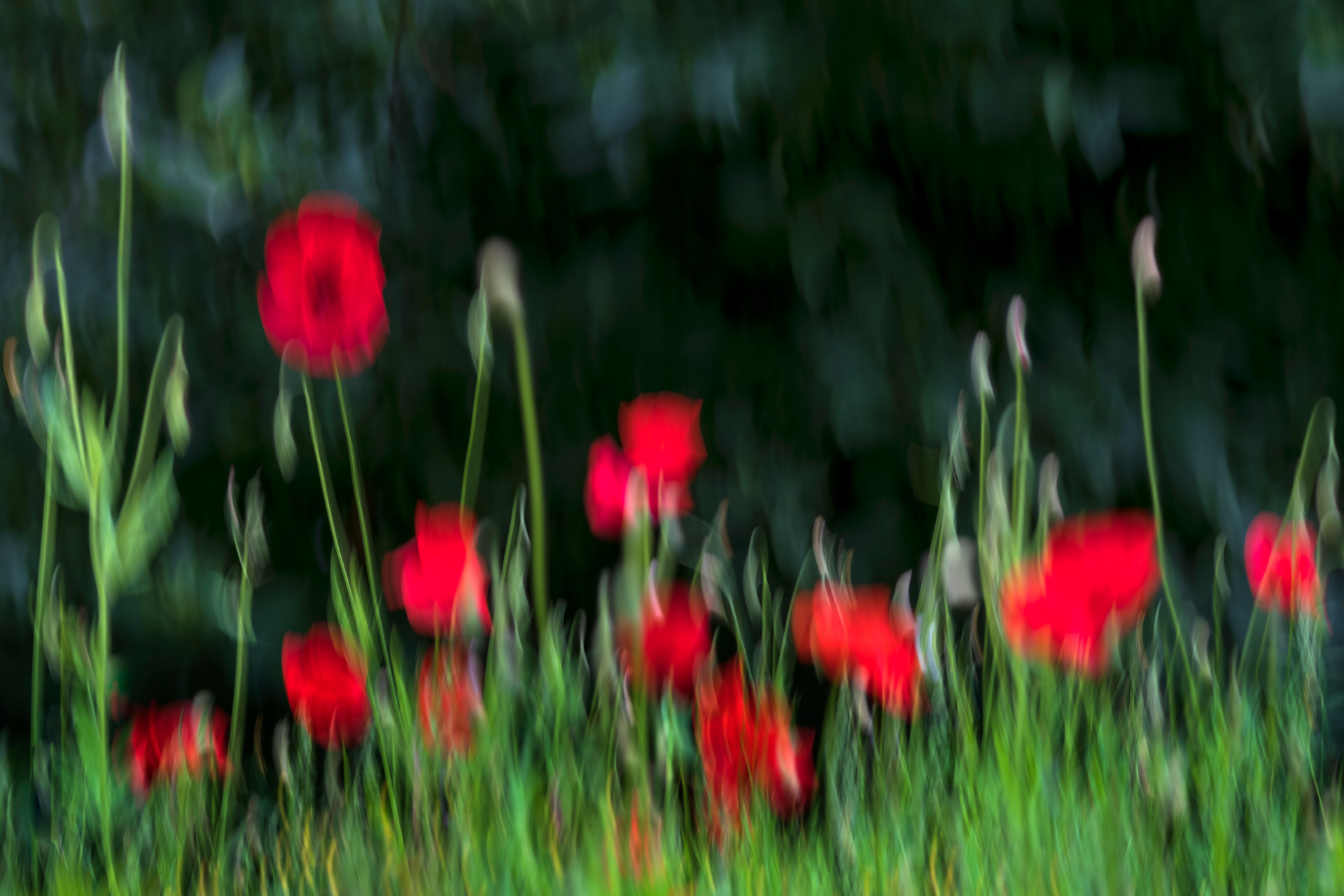 Poppy Impession