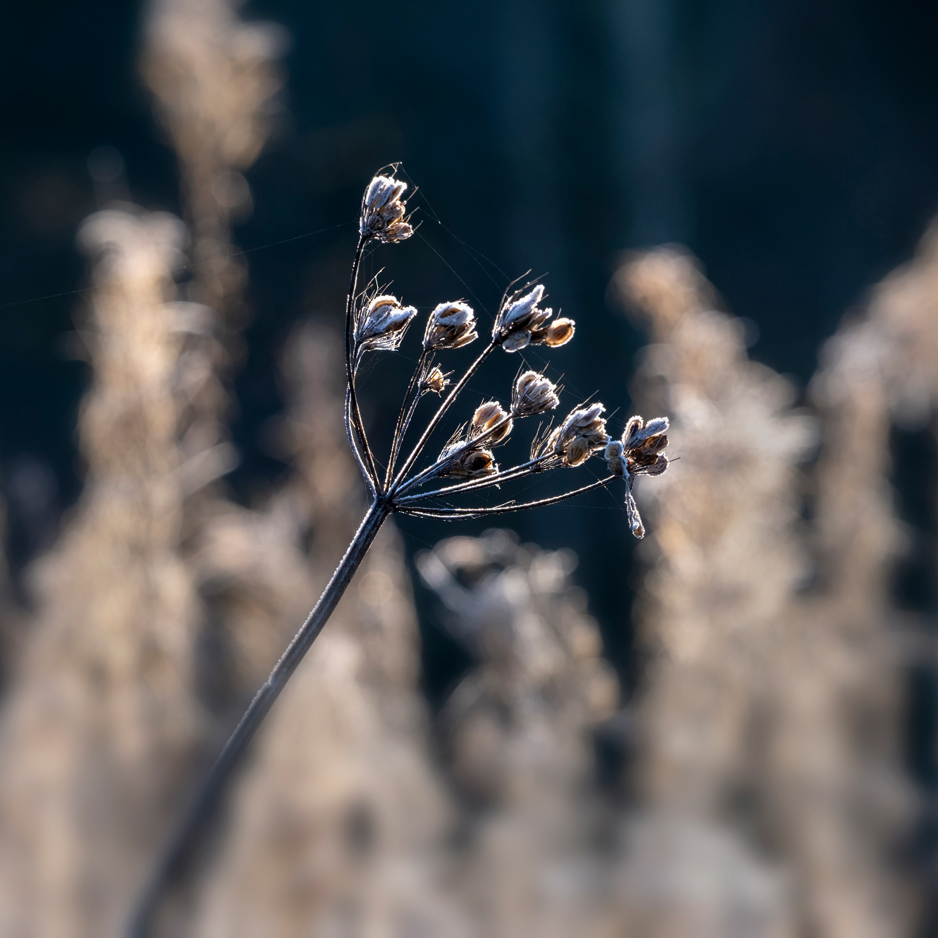 Frosted Seed Head