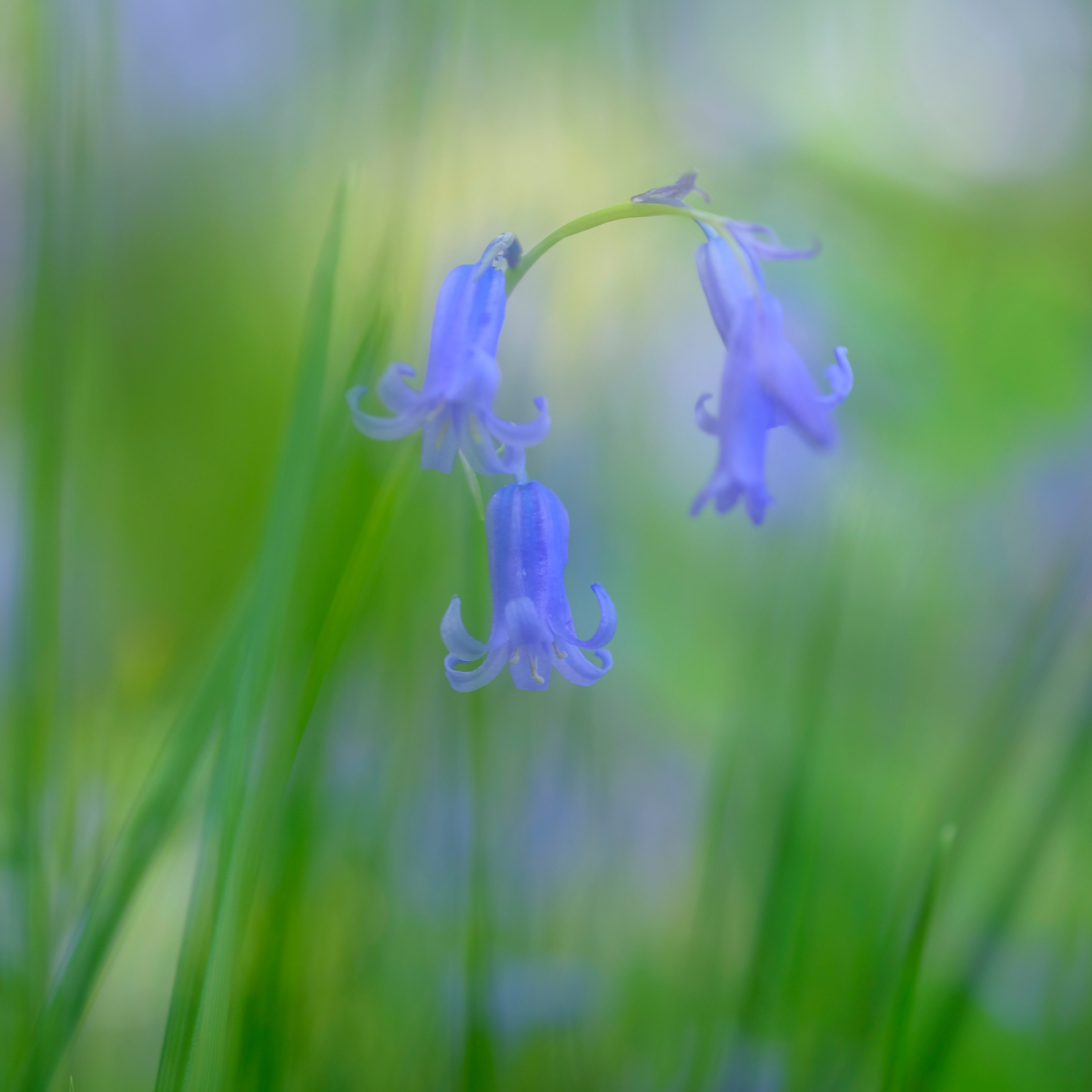 Bluebells and Grasses