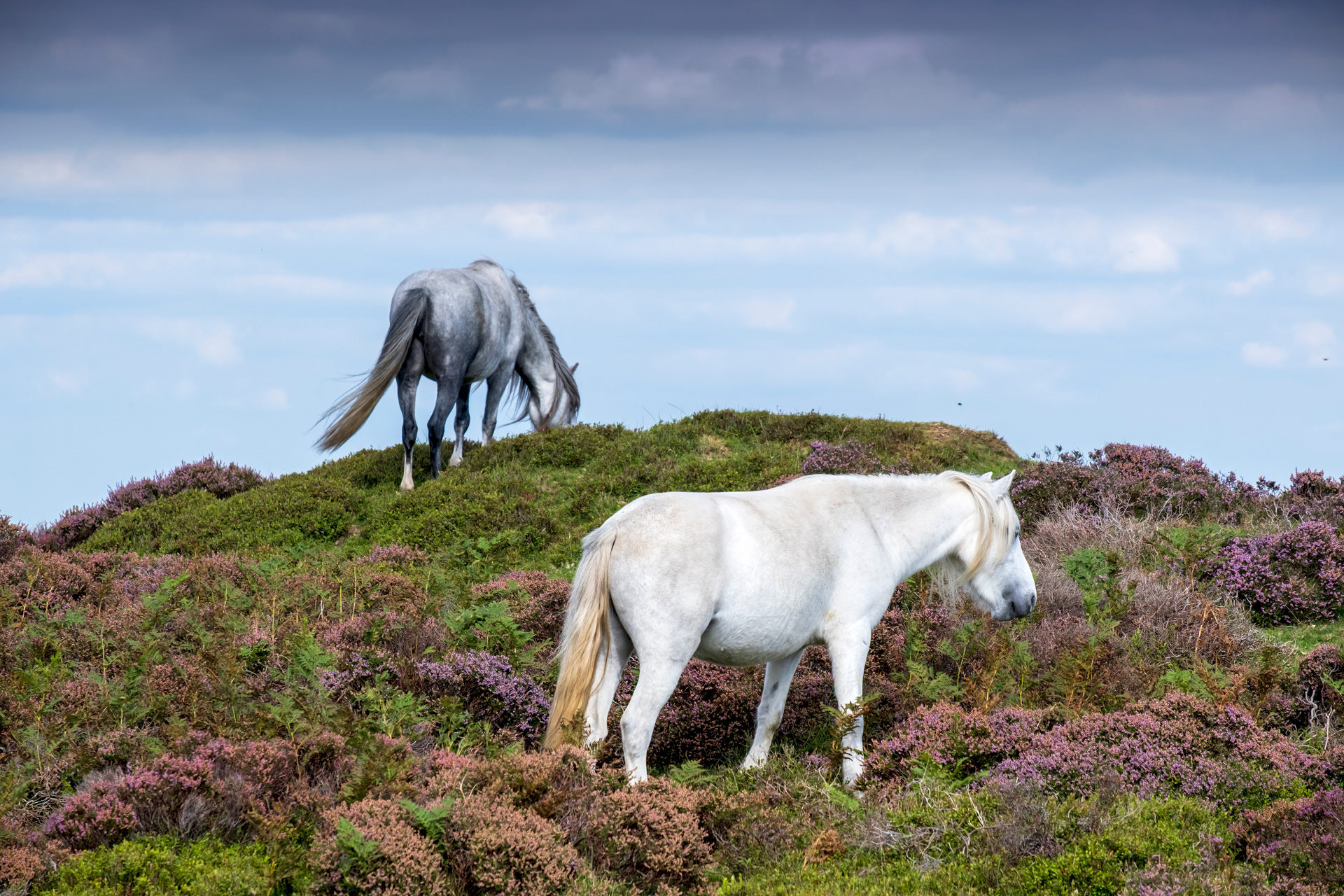 Long Mynd Ponies