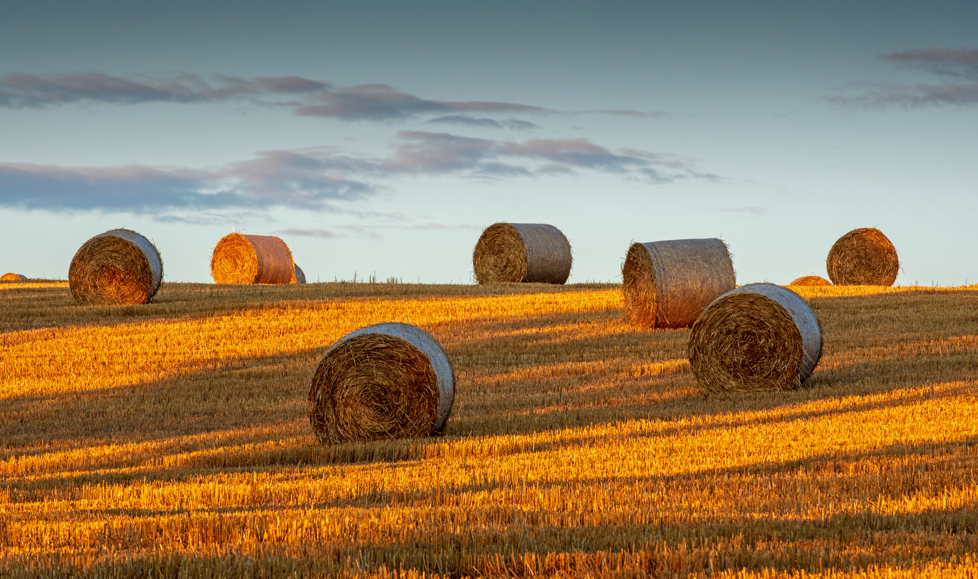 Harvest Shadows