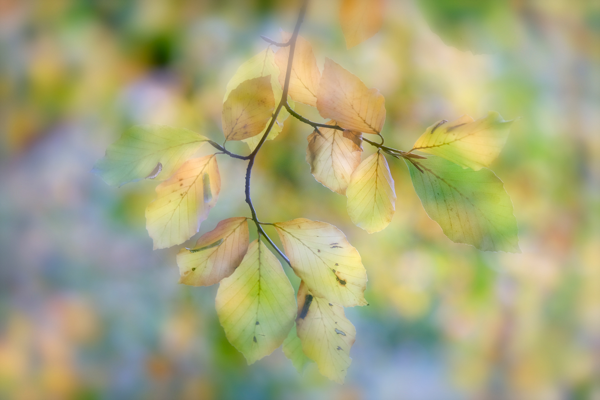 Pastel Autumn Leaves