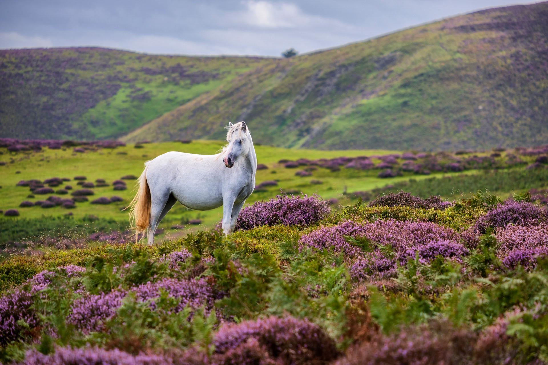 Long Mynd Pony