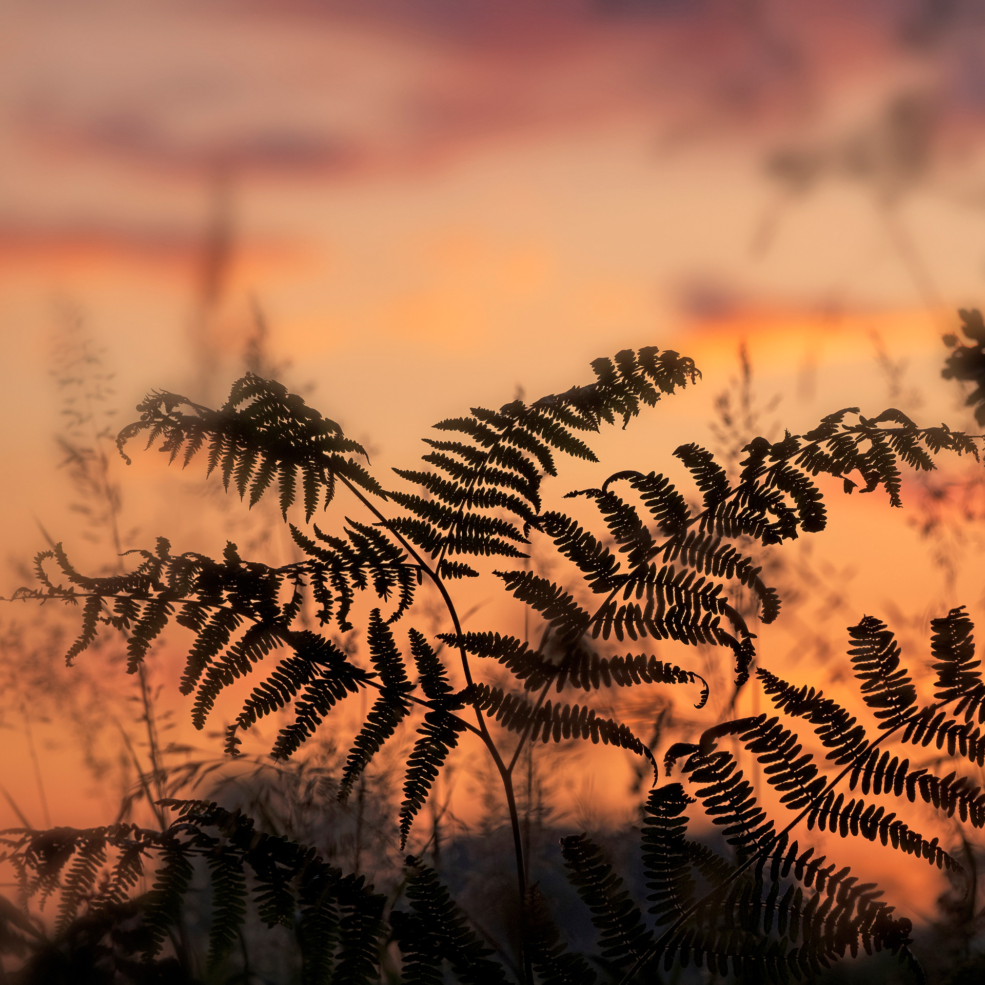 Backlit Ferns