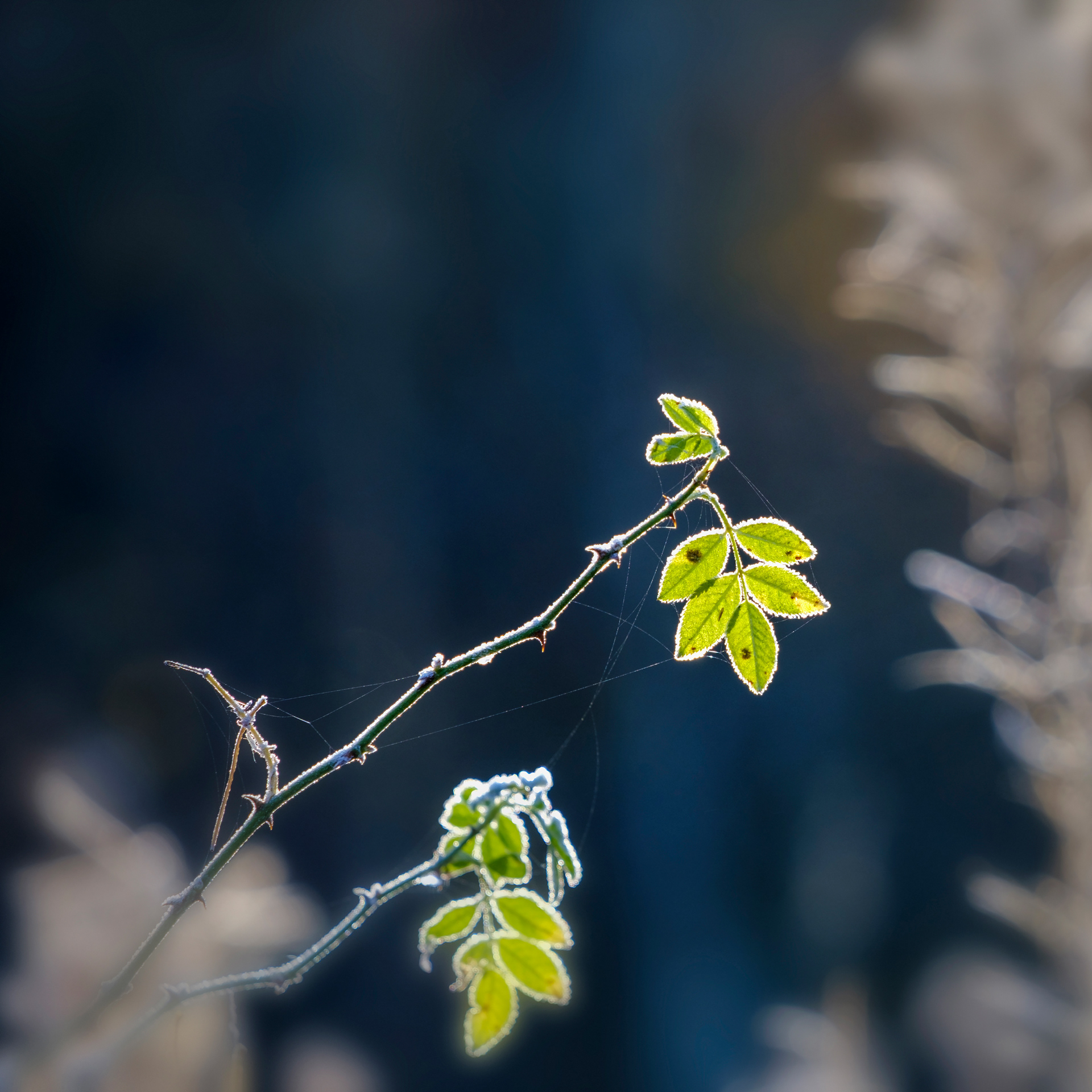 Frosty Leaves