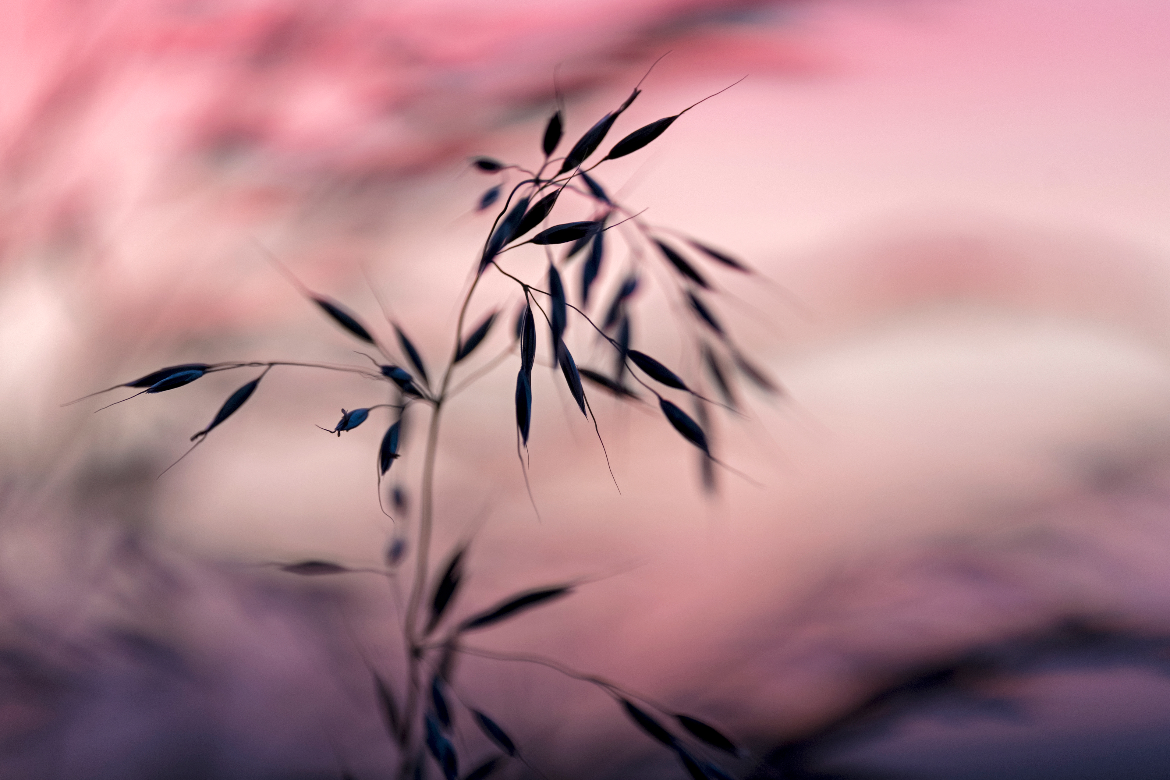 Grass Seeds at Sunset