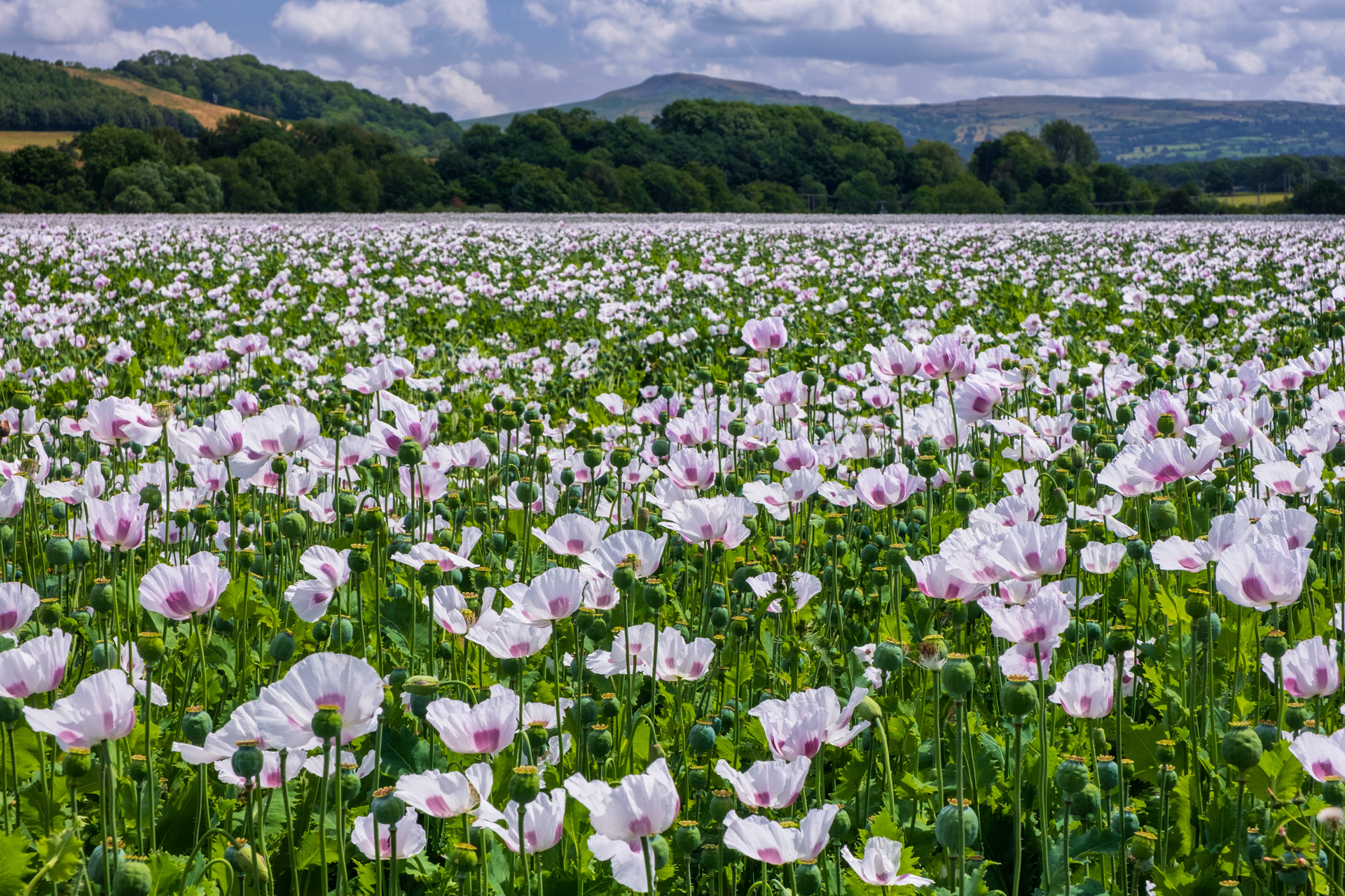 Ludlow Poppy Field