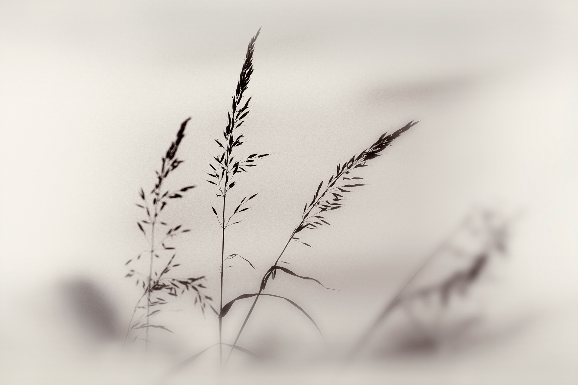 Sepia Seed Heads