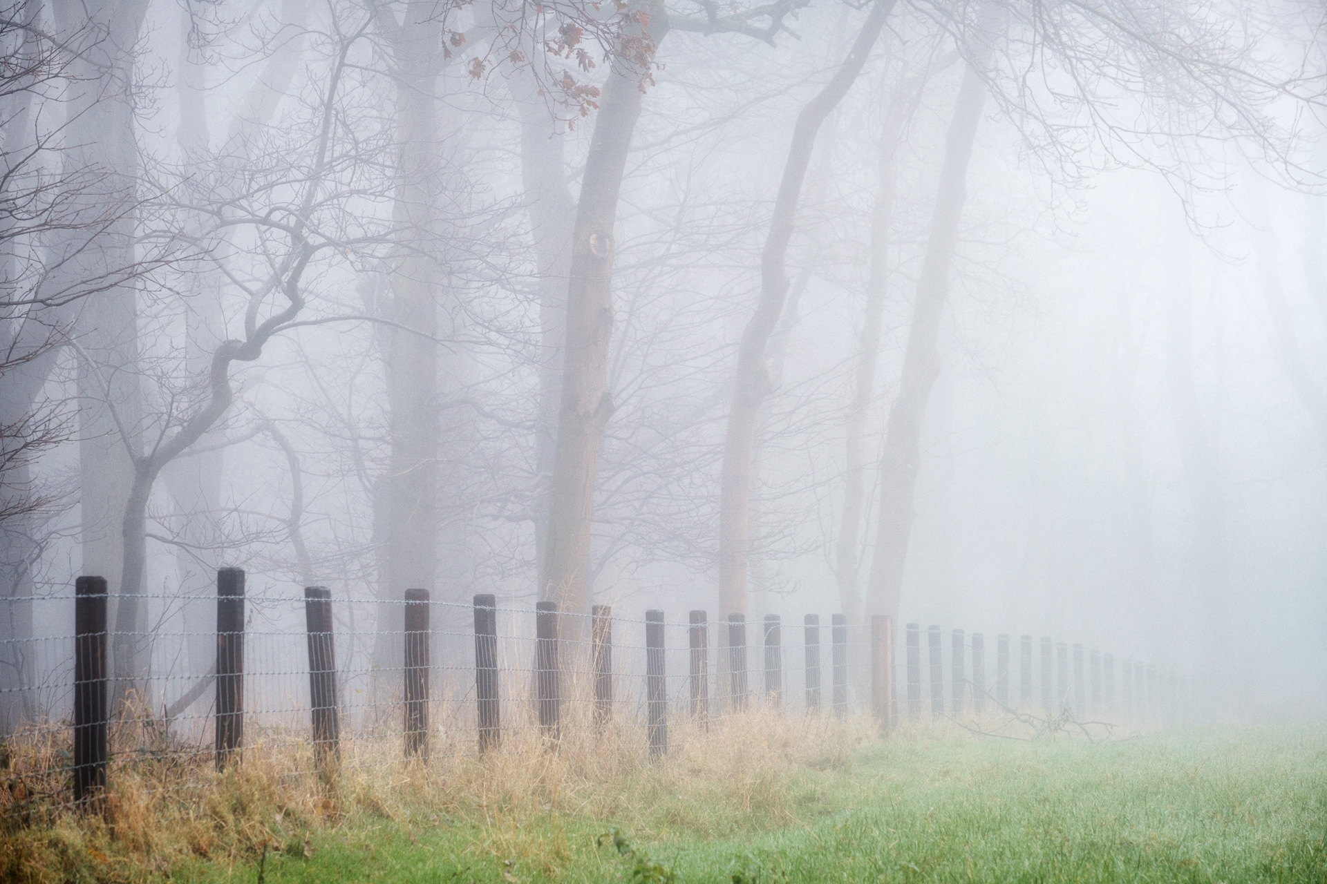 Misty  Fenceline