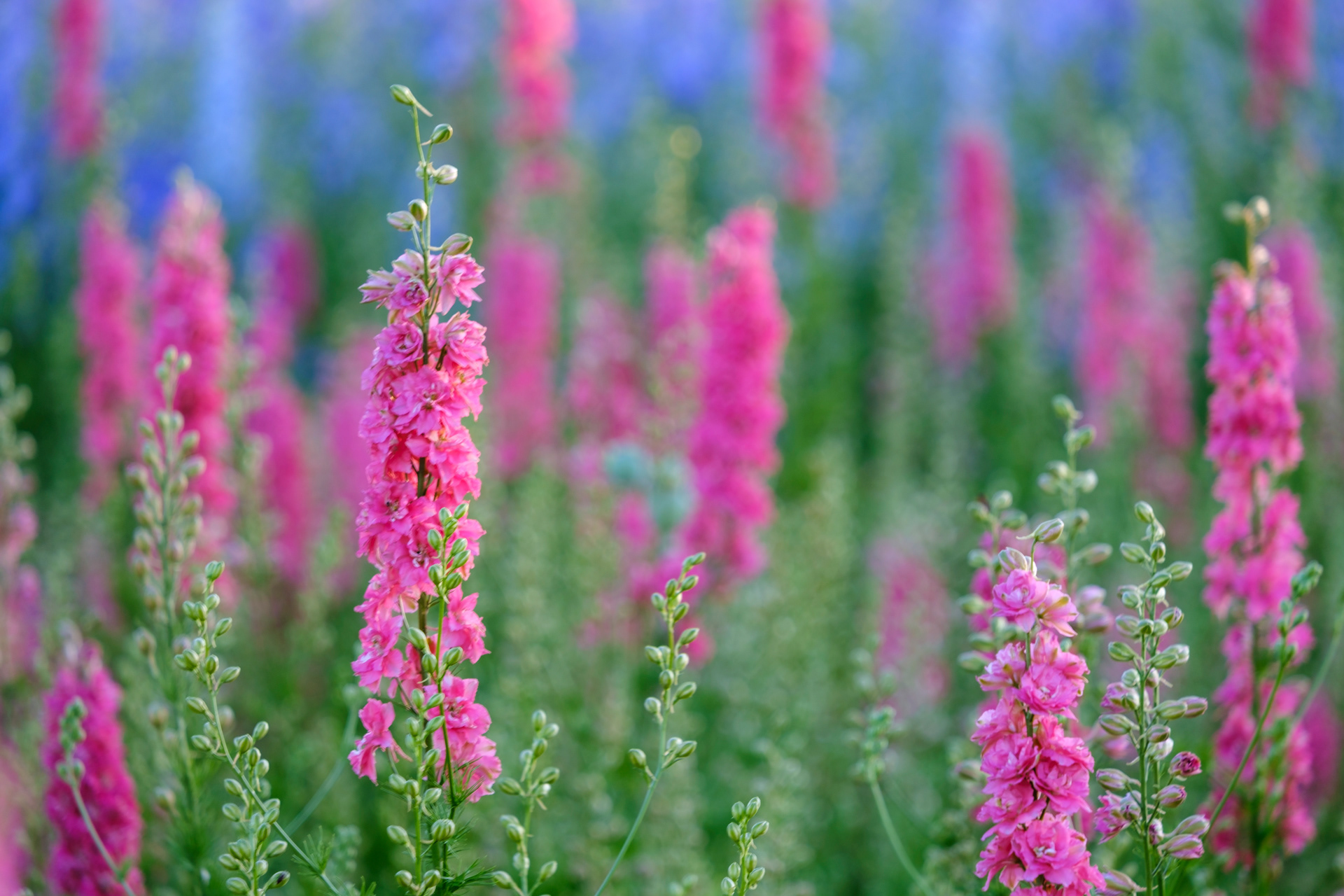 Delphiniums #2