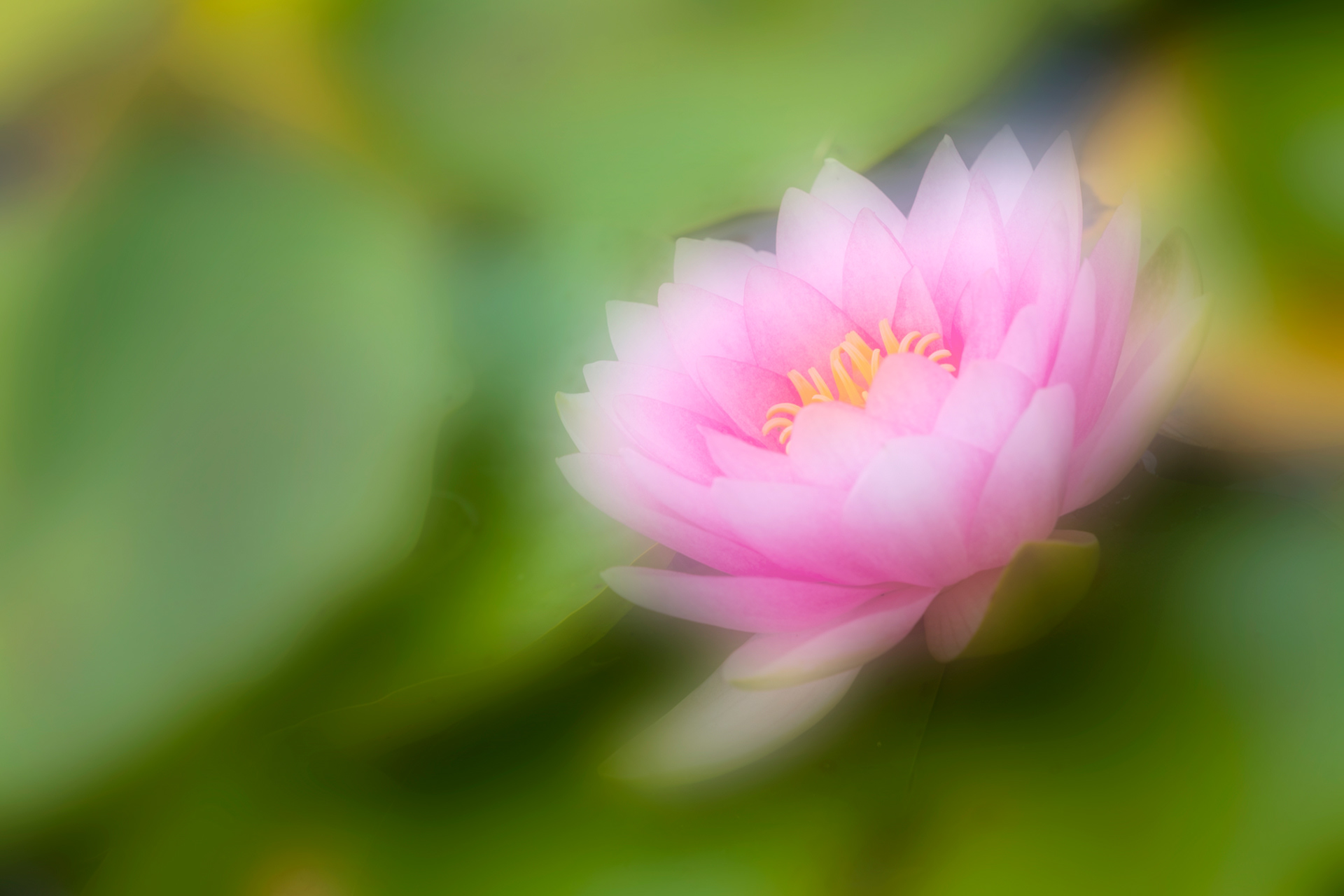 Water Lilly