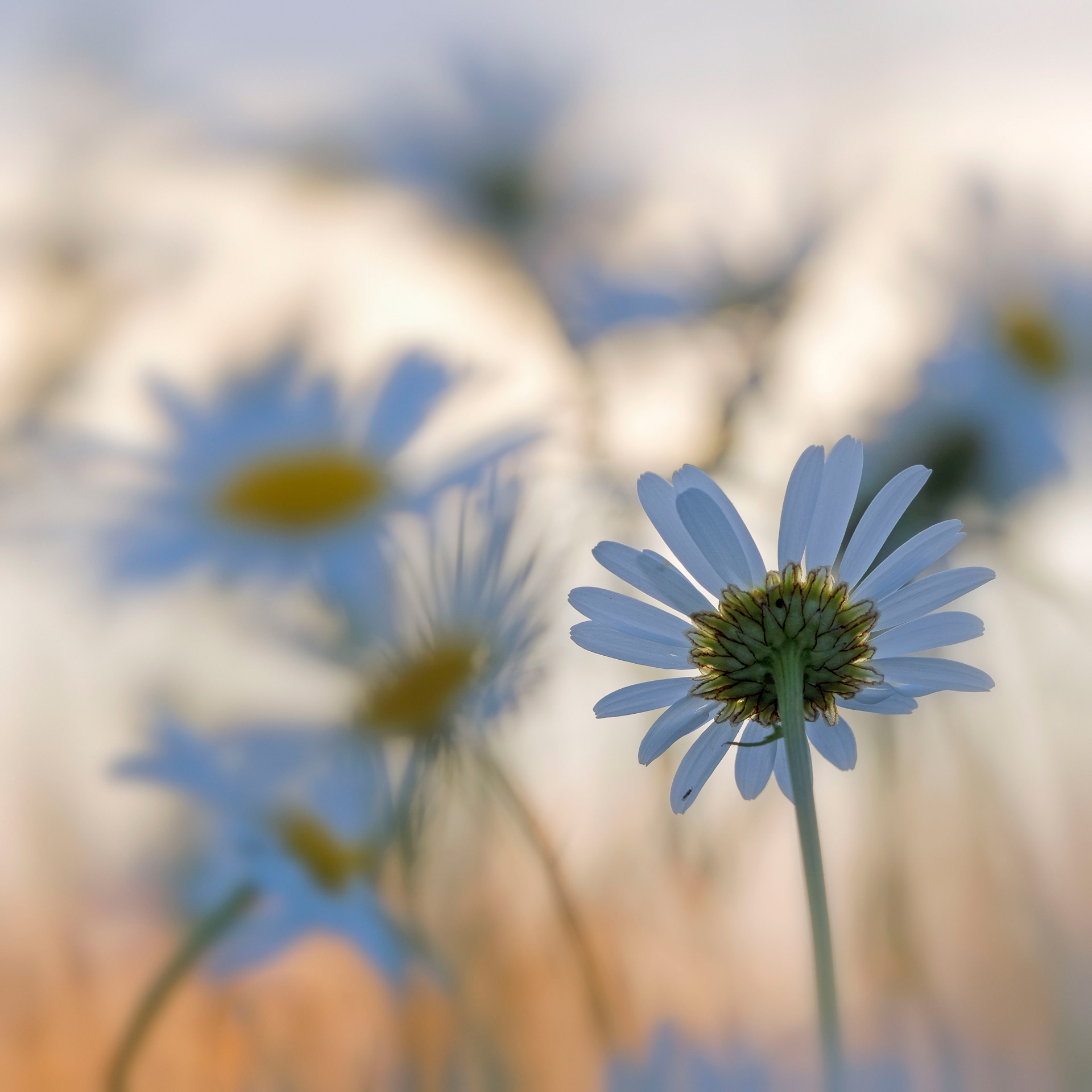 Daisy Impression