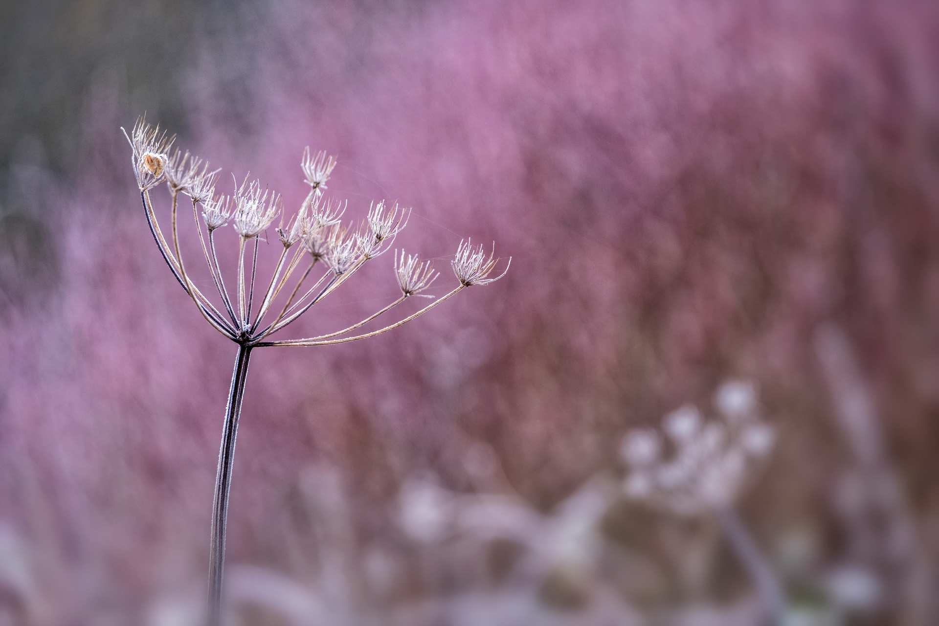 Seed Head