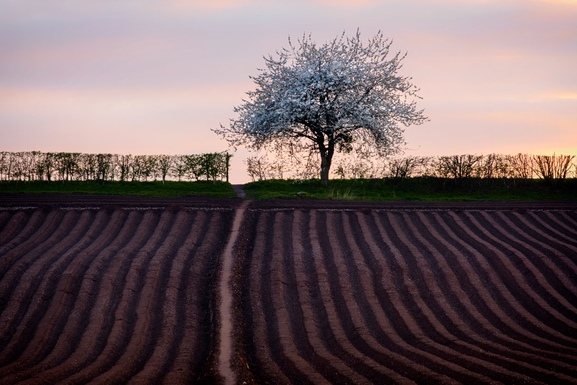 The Blossom Tree