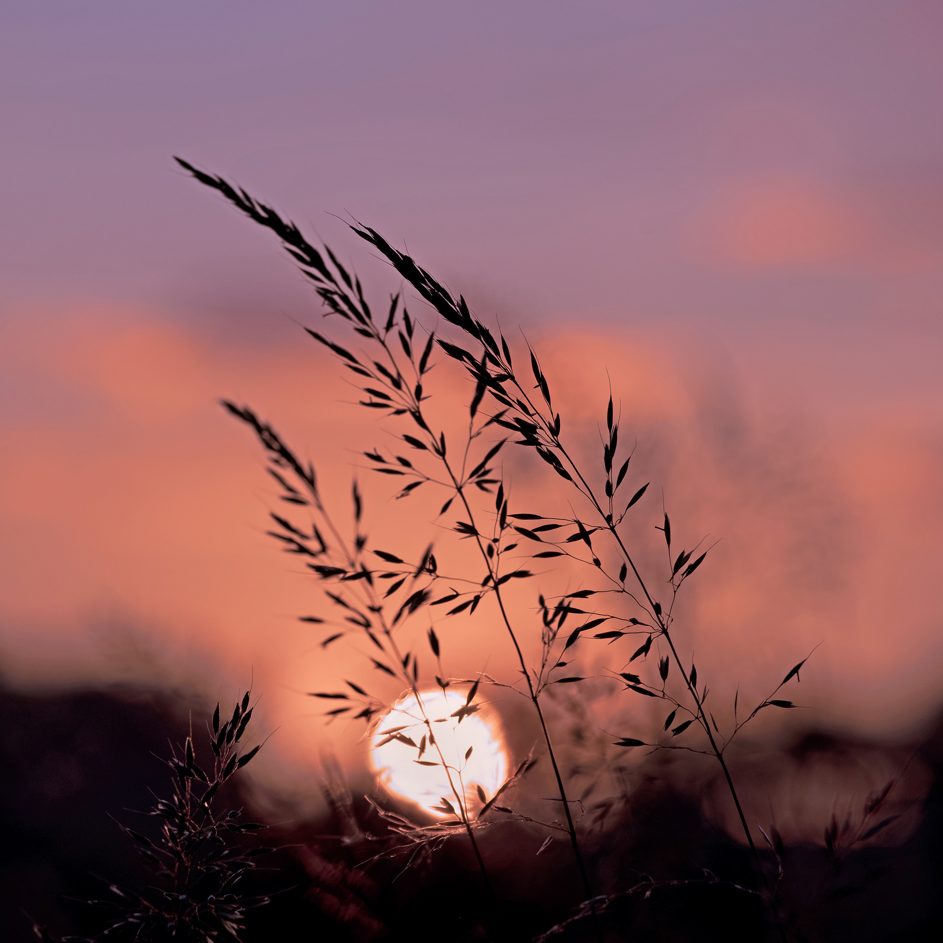 Grasses at Sunset