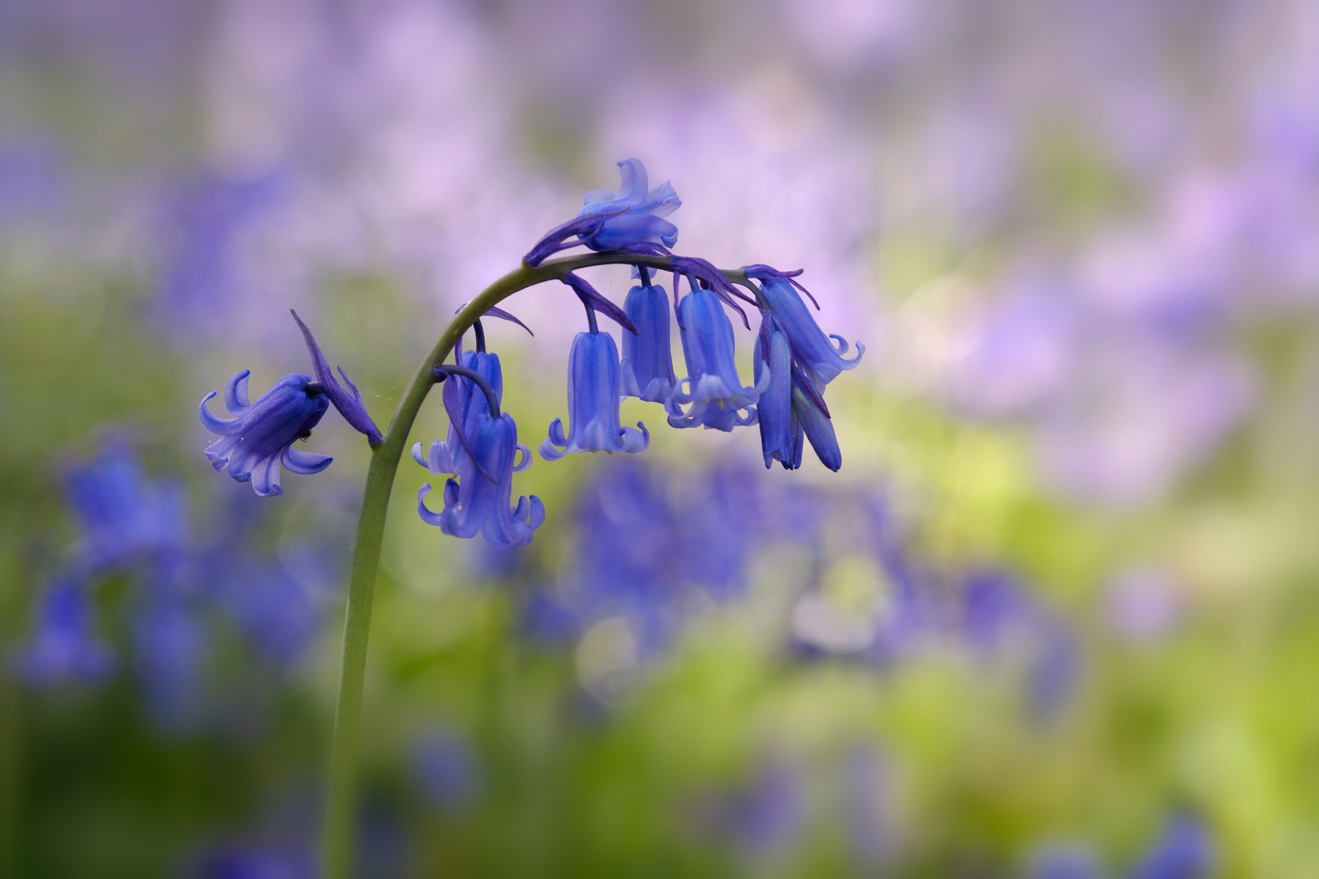 Shady Bluebells
