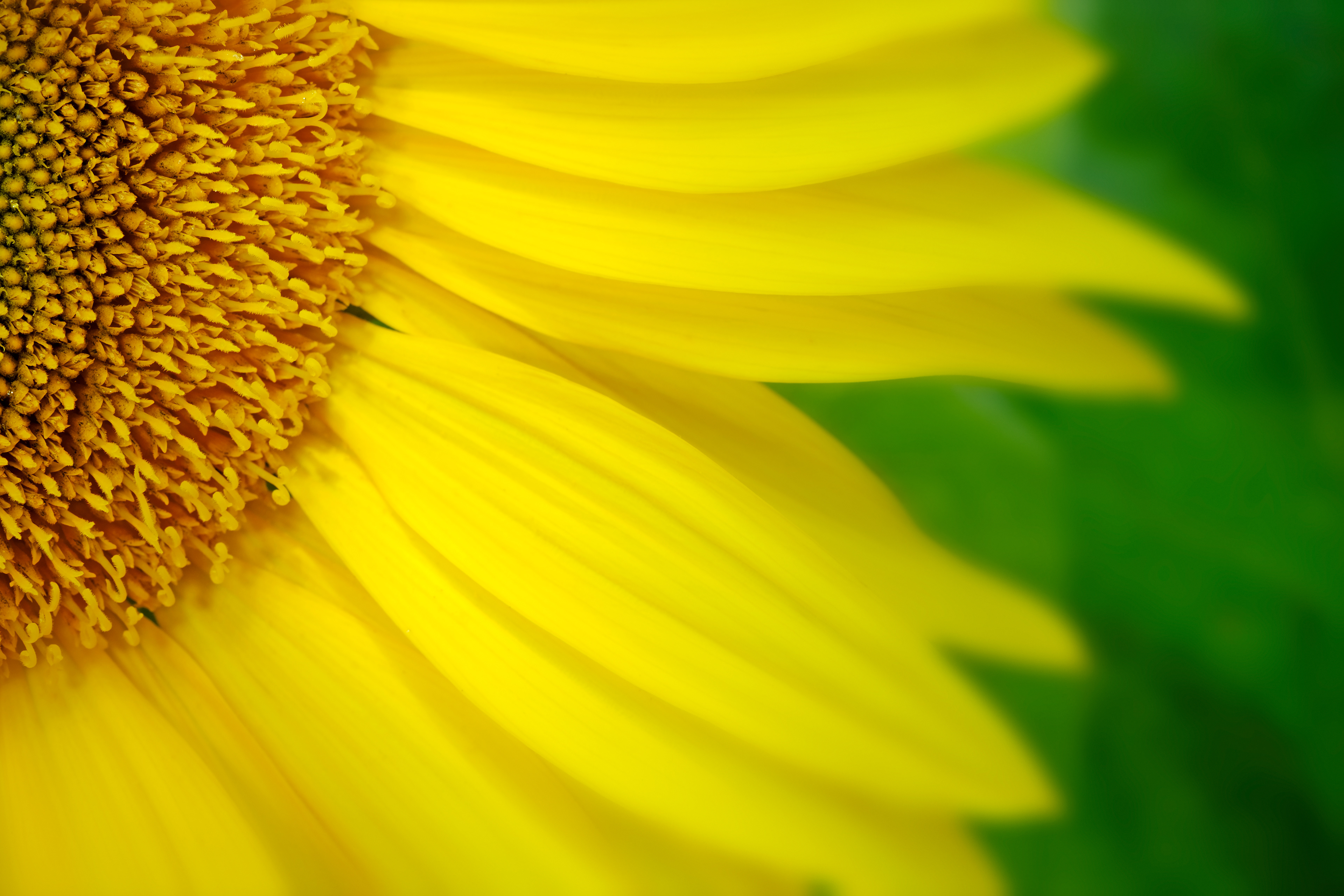 Golden Petals