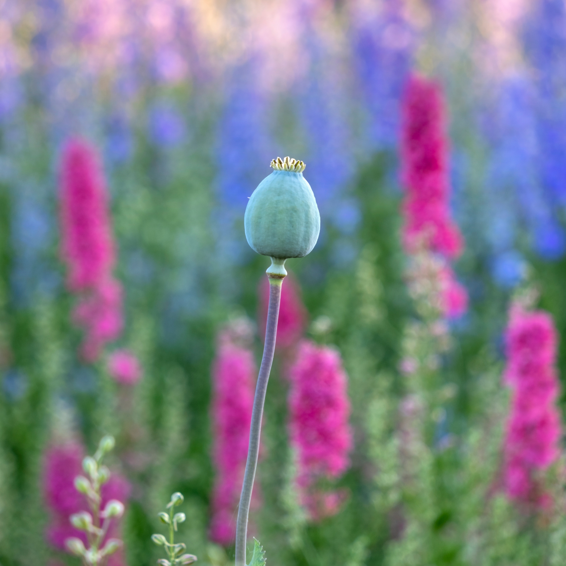 Poppy Seed Head