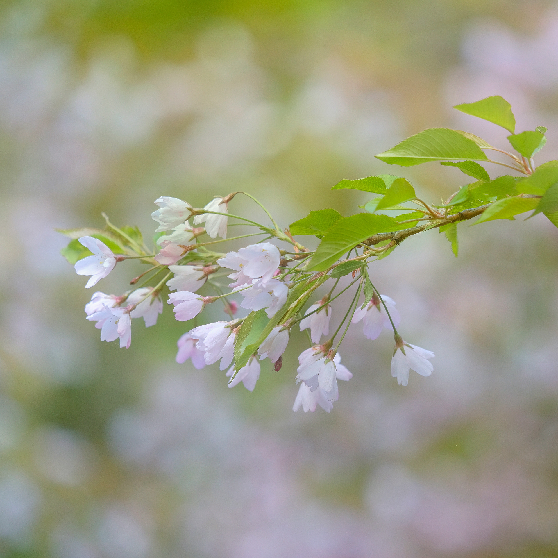Delicate Blossom