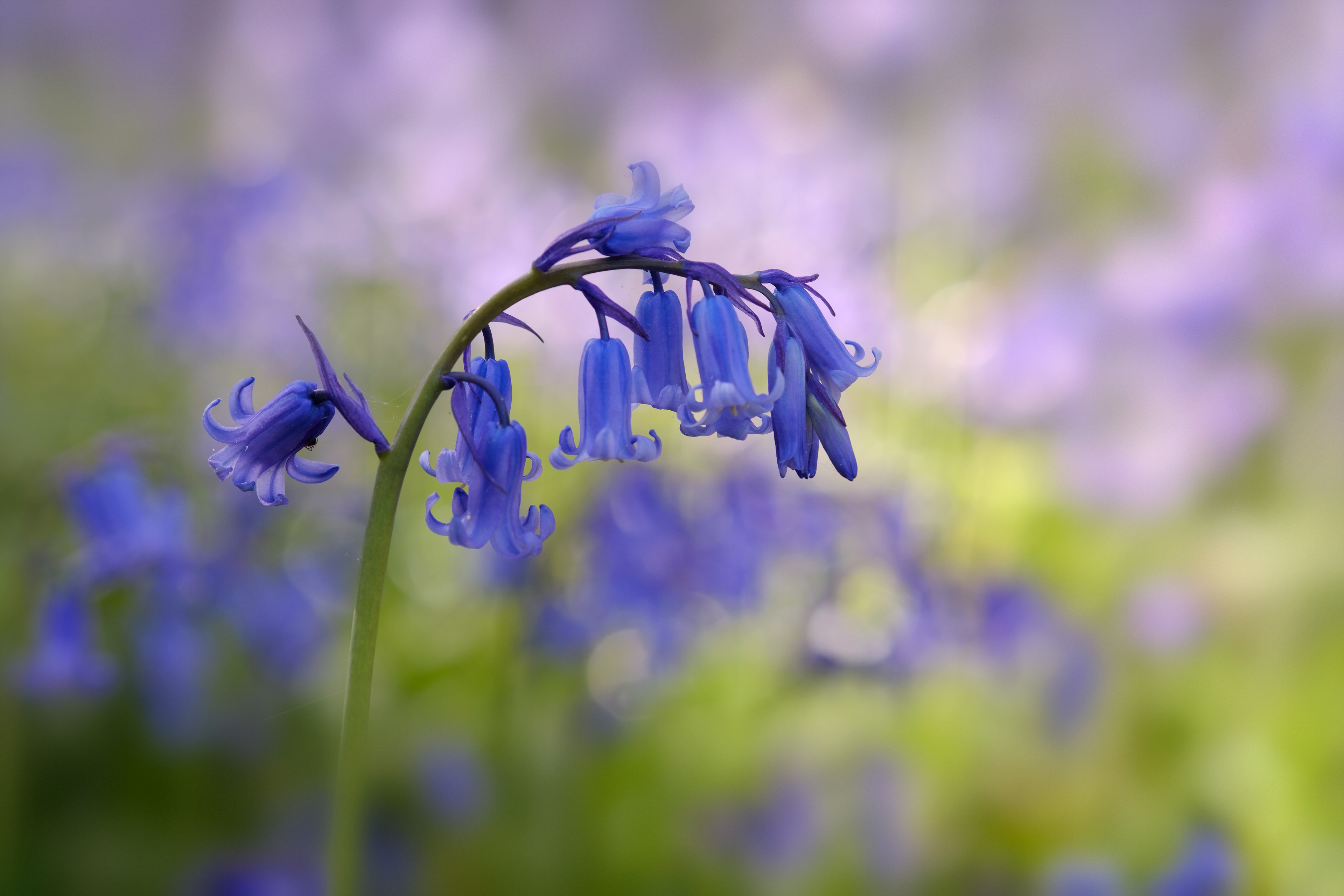 Shady Bluebells
