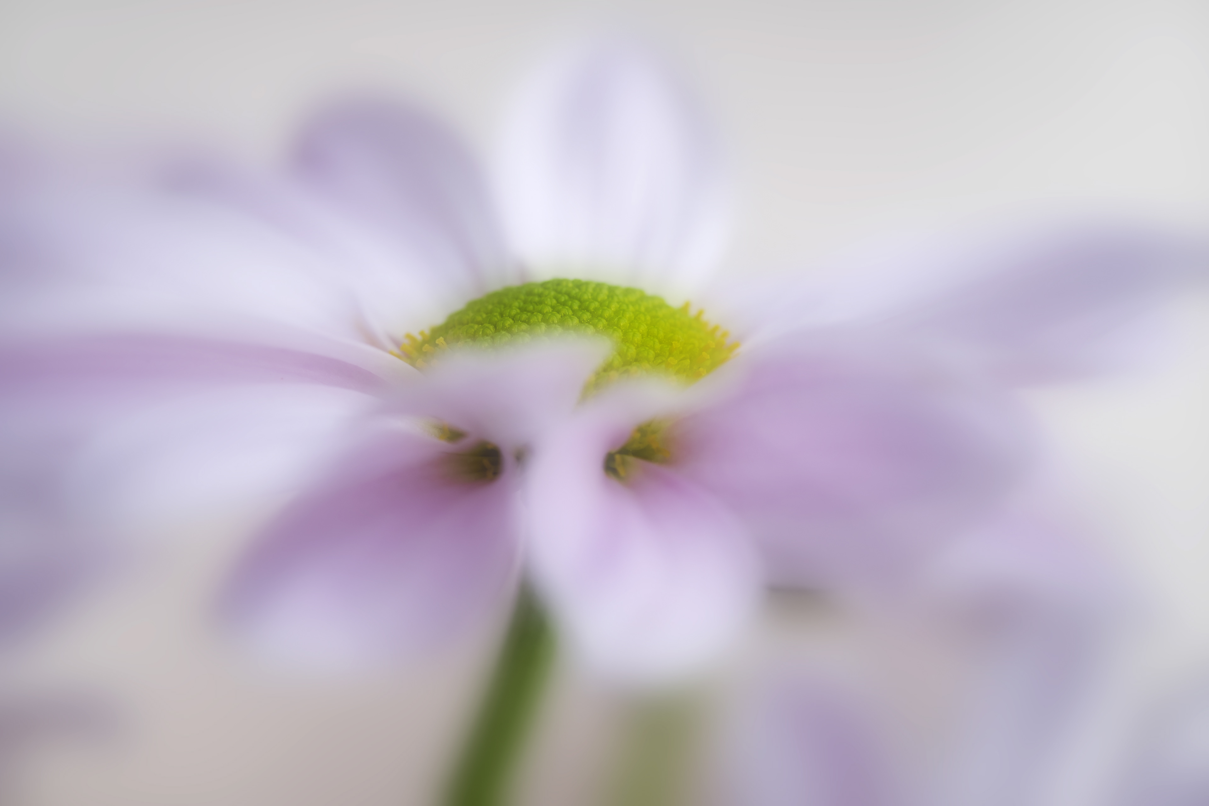 Flower Detail