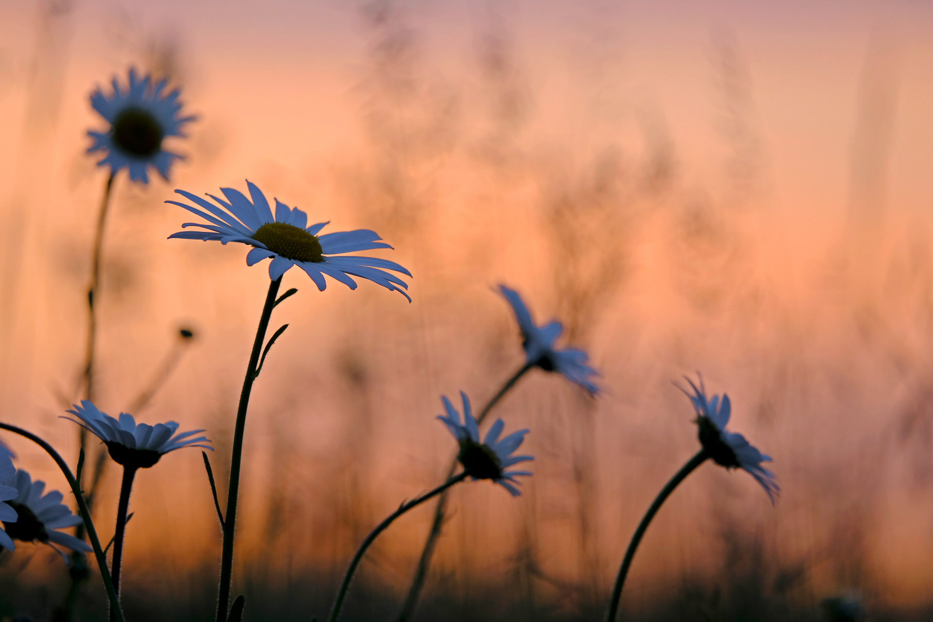 Backlit Daisies