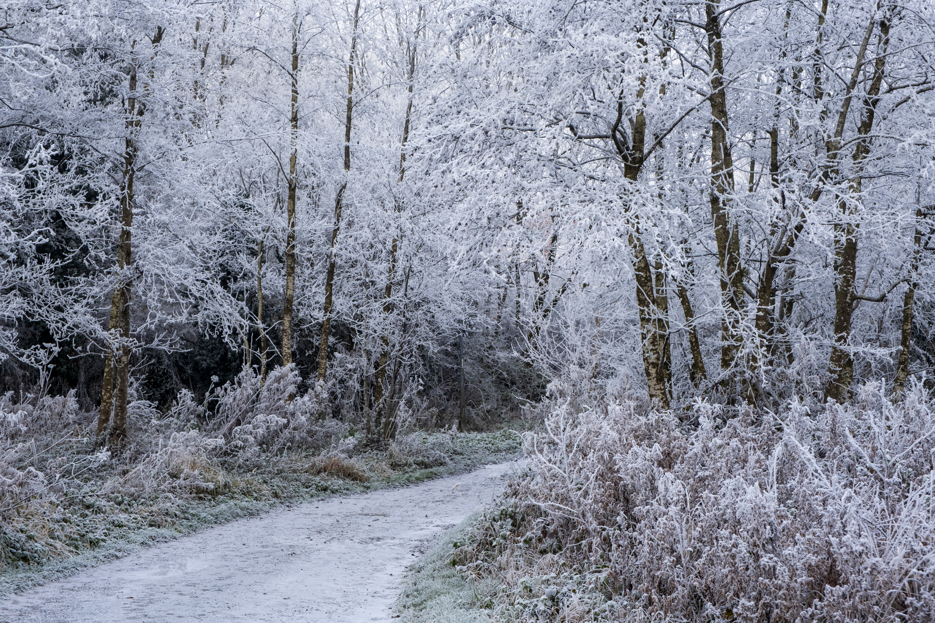 Priorslee Hoar Frost
