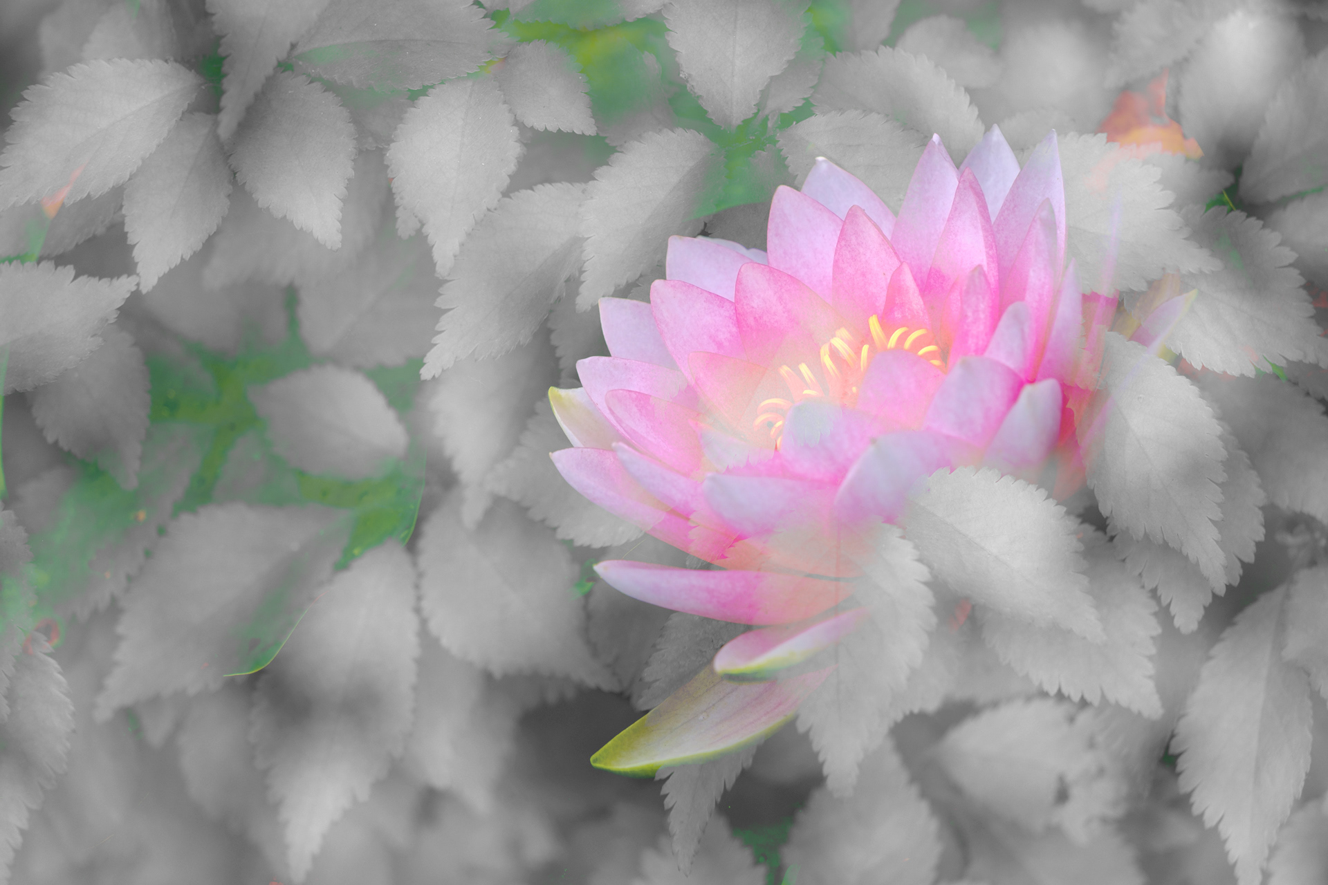 Water Lilly Impression