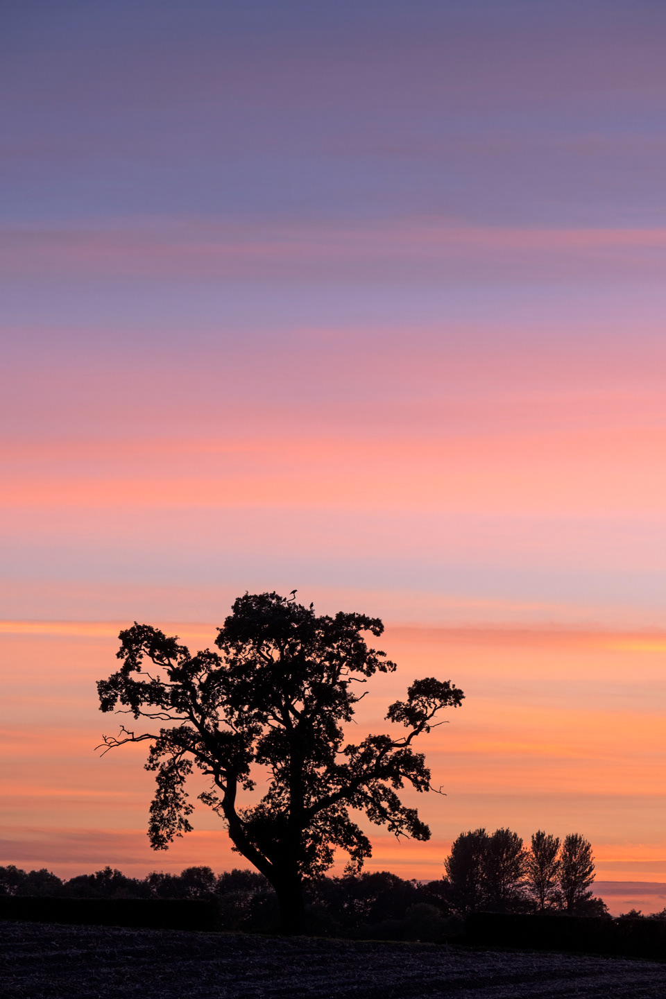 Crudley Oak at Sunset