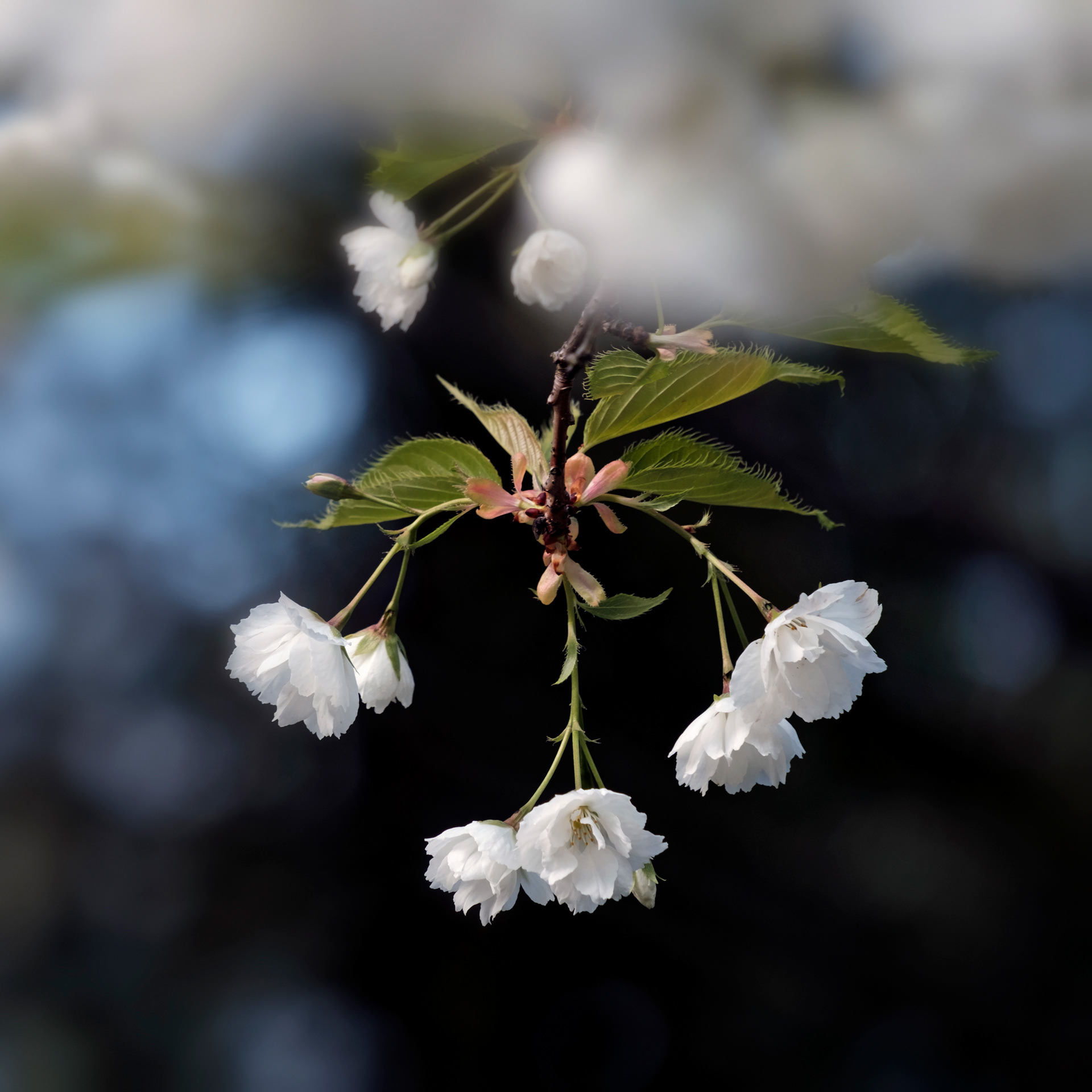 White Cherry
