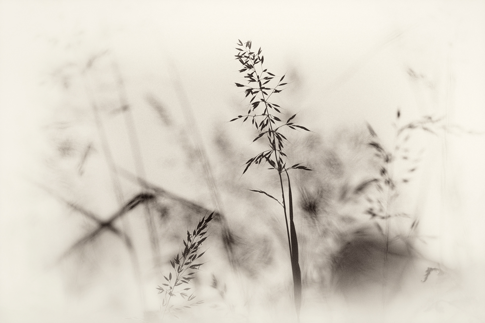Sepia Grasses
