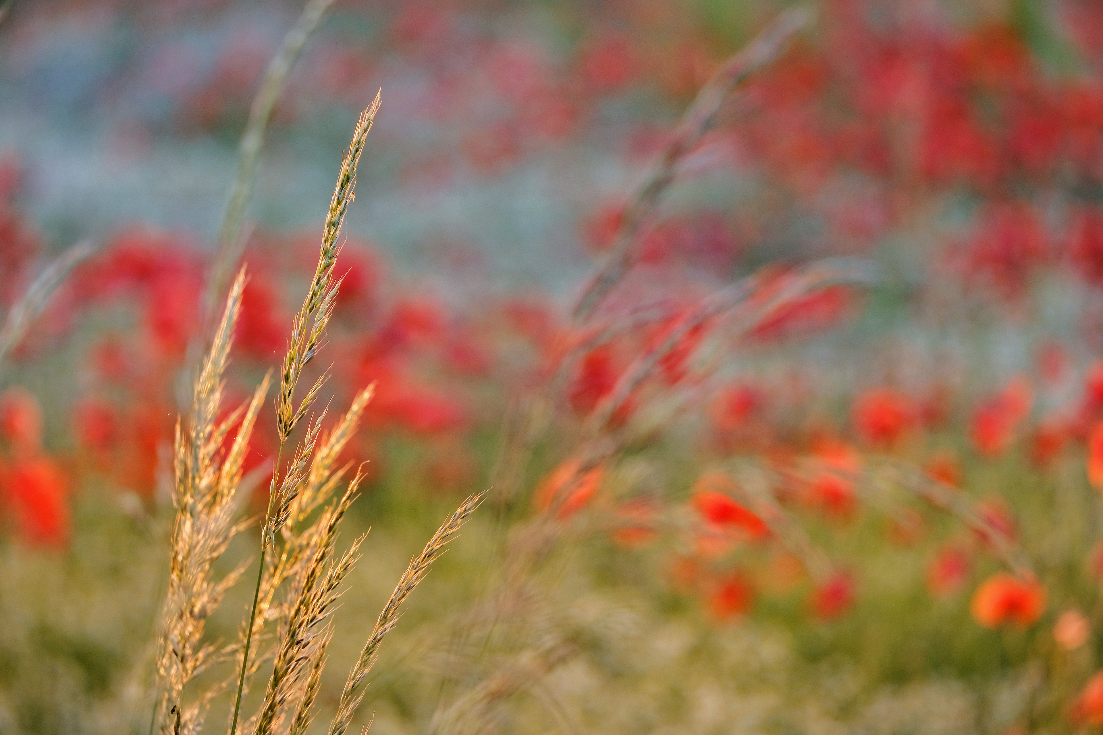 Grasses and Poppies