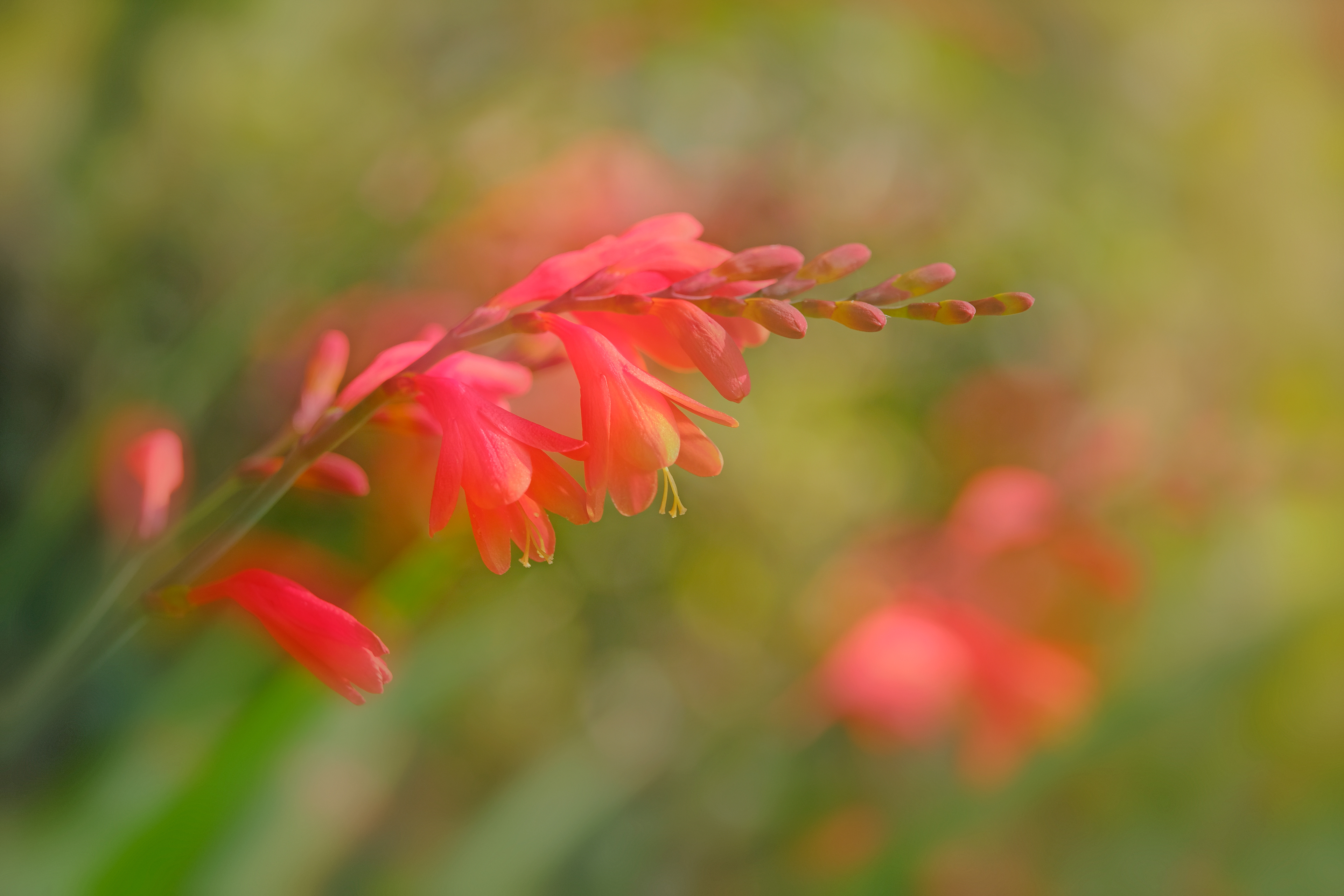 Crocosmia