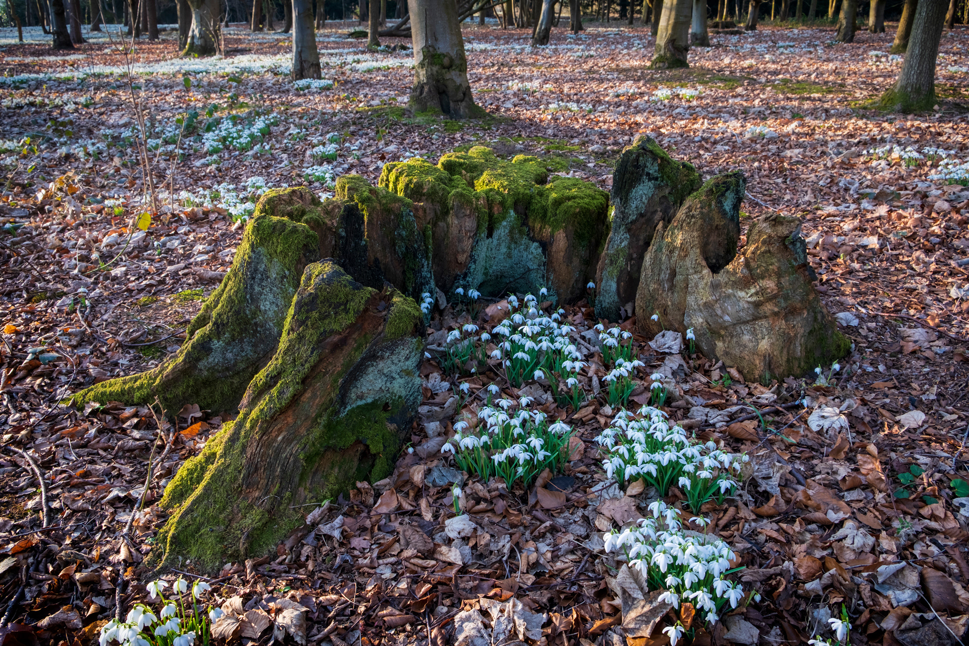 Tree Stump and Snowdrops