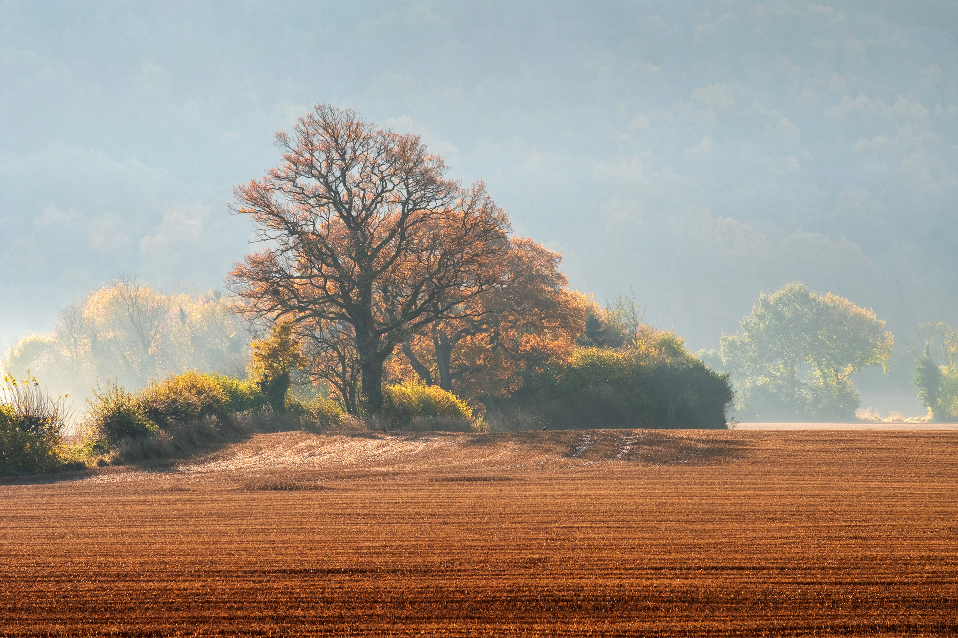 Autumn Backlight