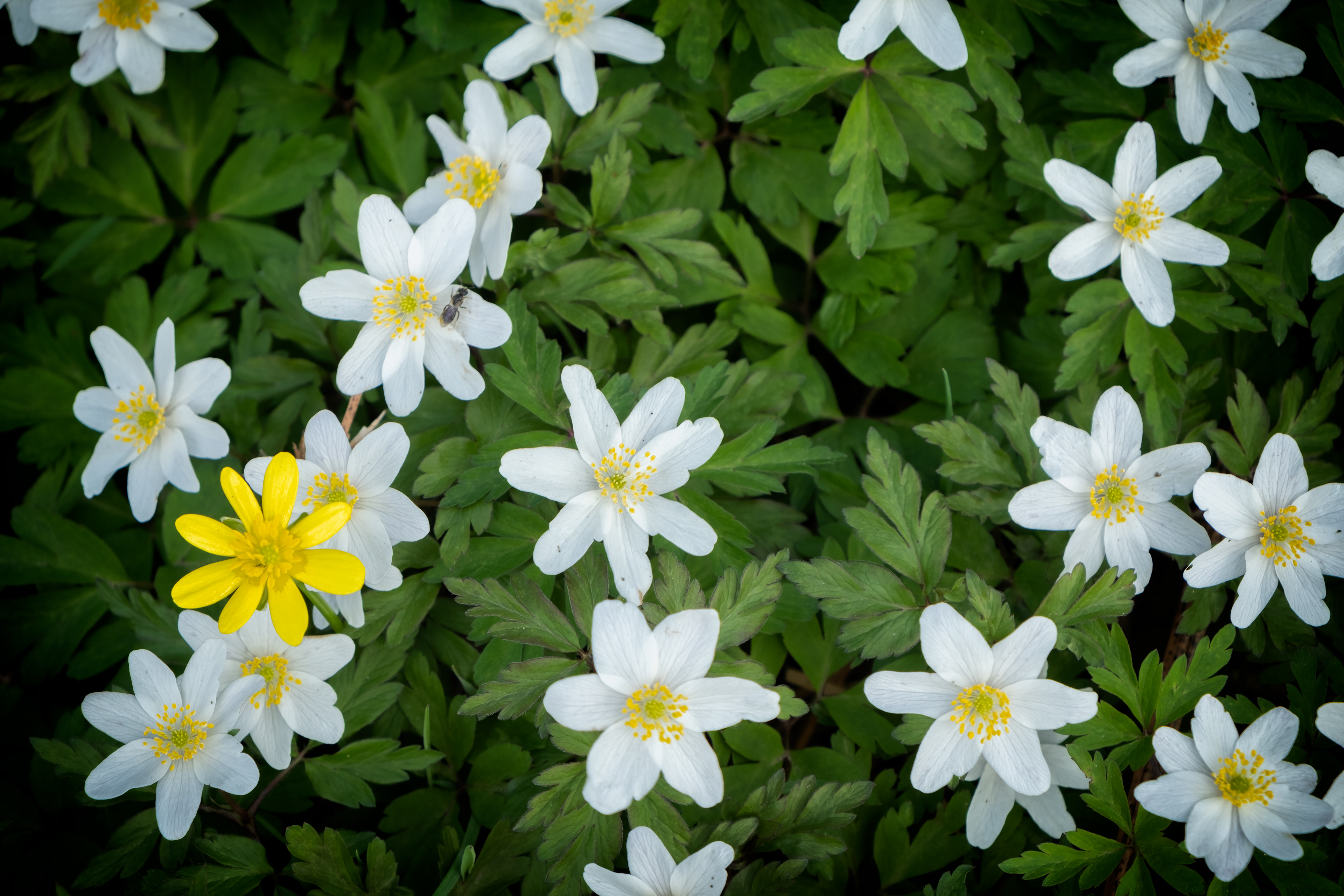 Spring Contrasts