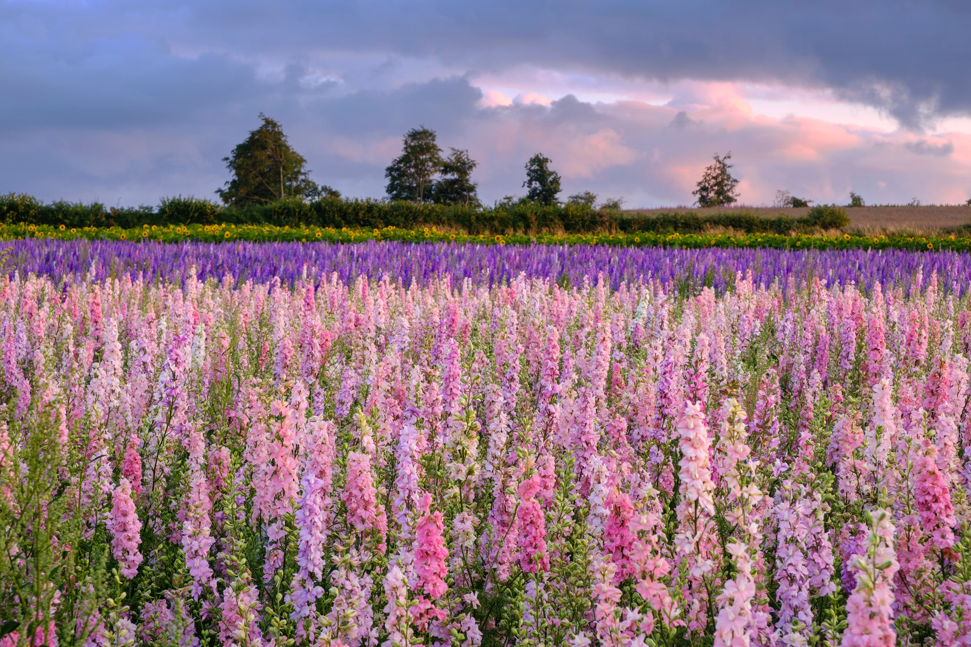 Delphiniums