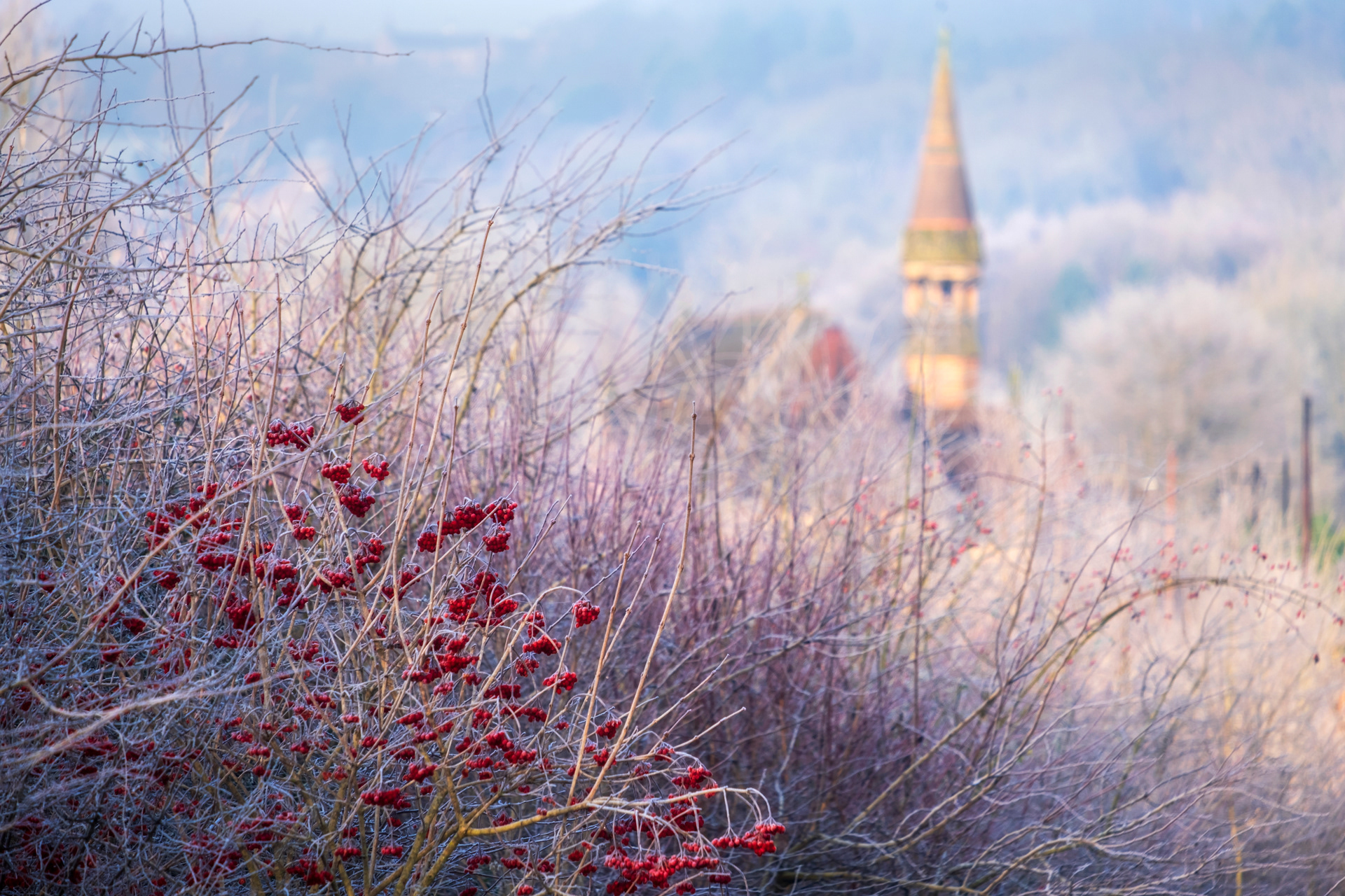 Jackfield Hoar Frost
