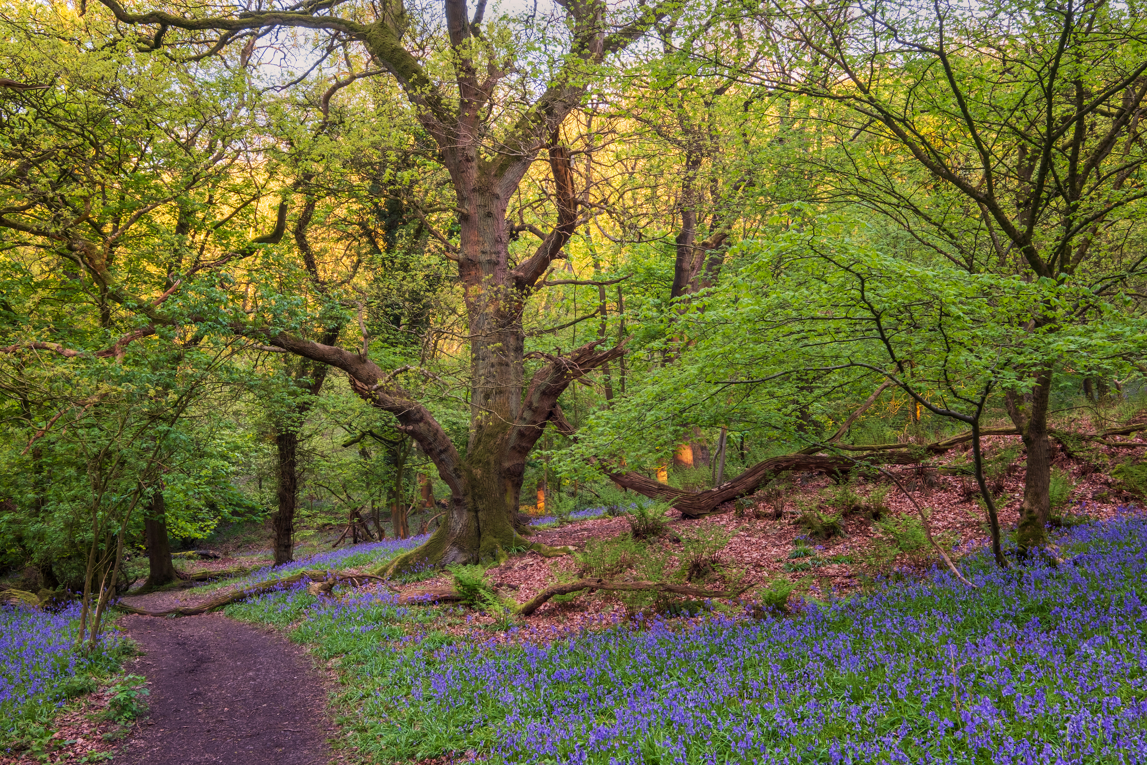 Wrekin Bluebells #1