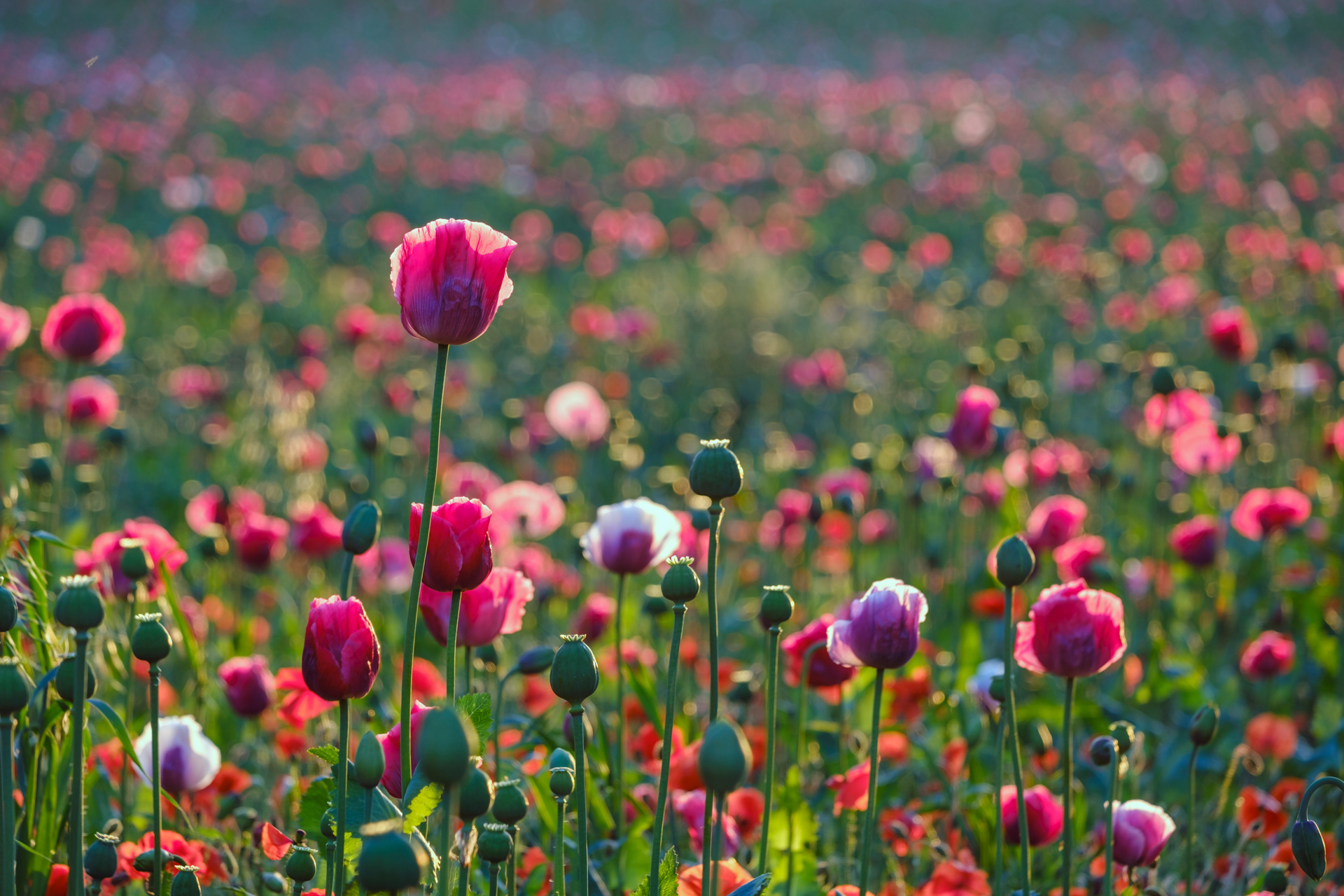 Cultivated Poppies